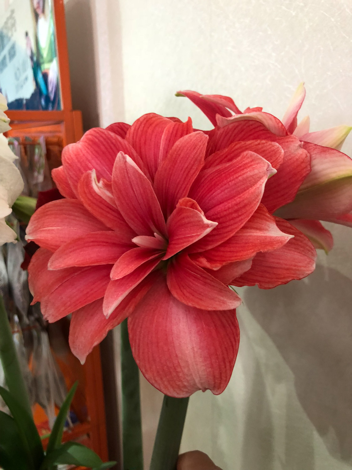 amaryllis