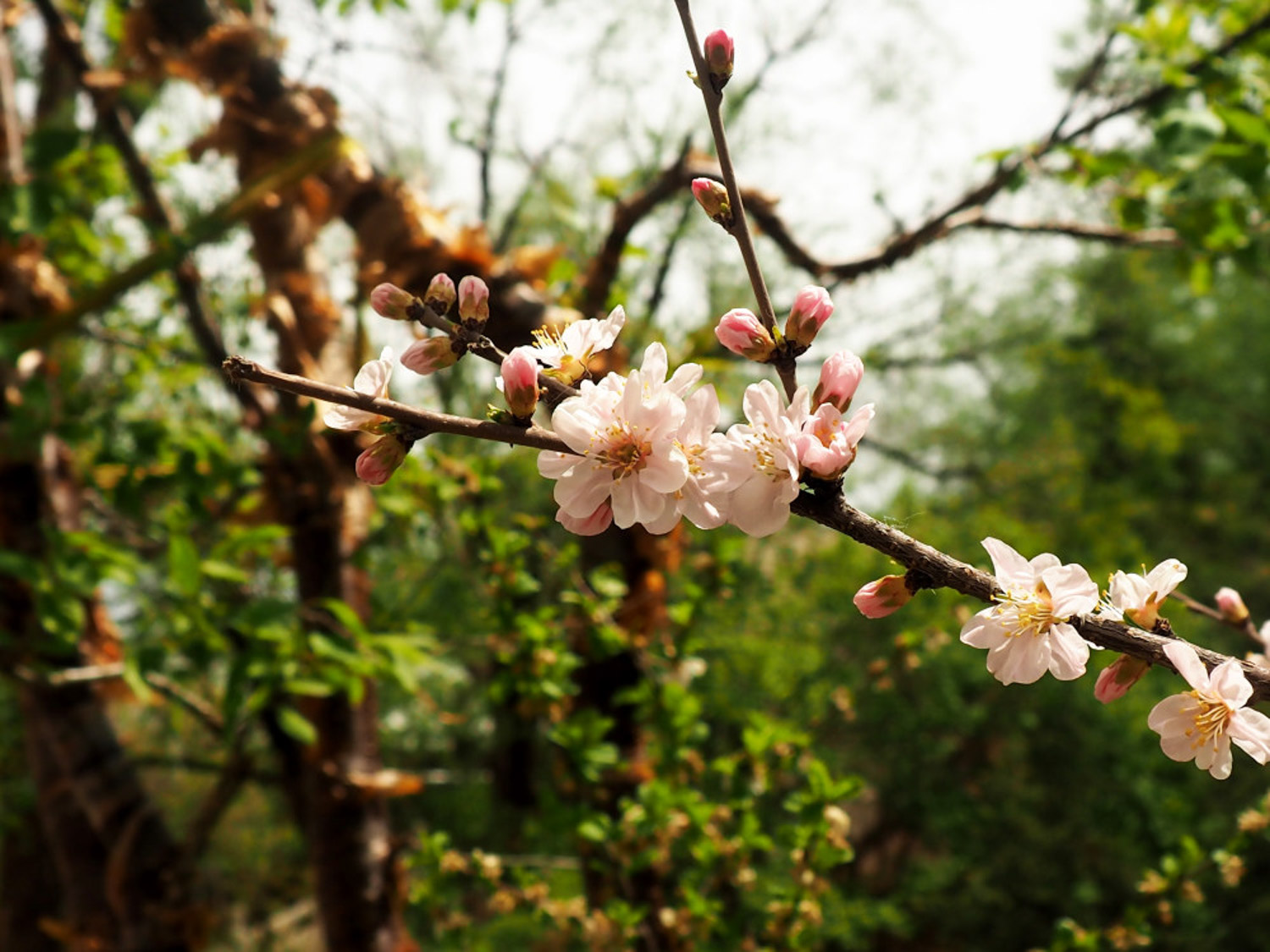 flowering peach