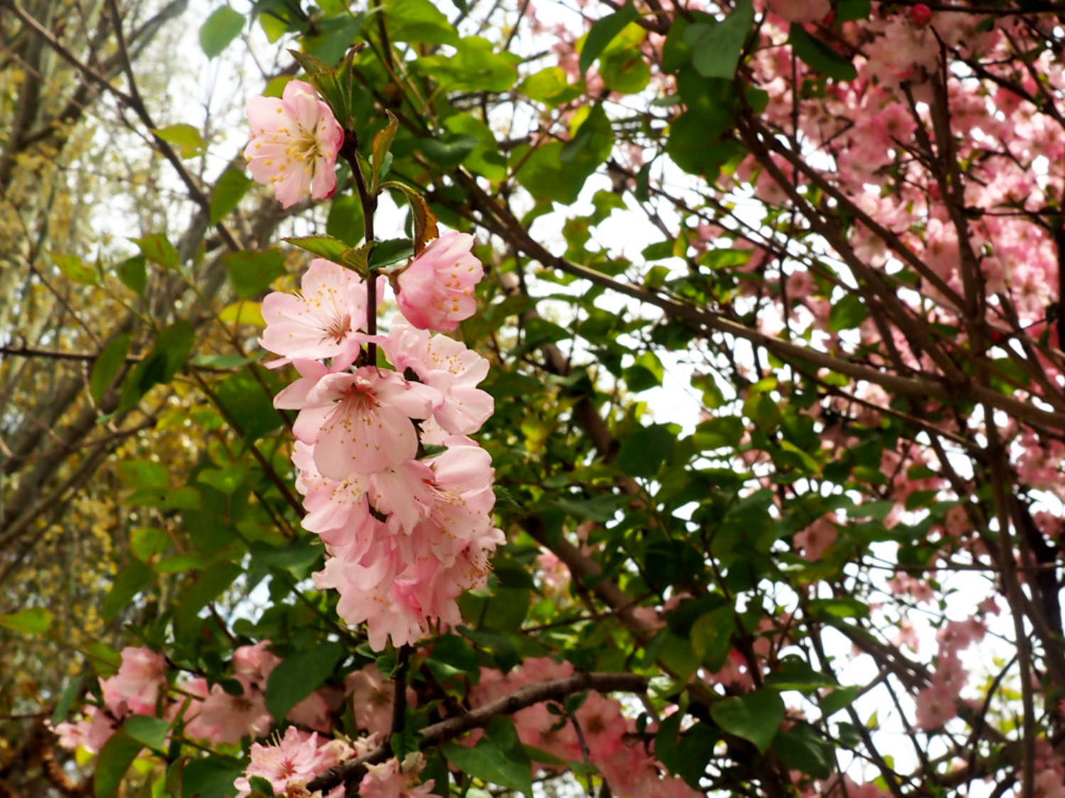 flowering peach