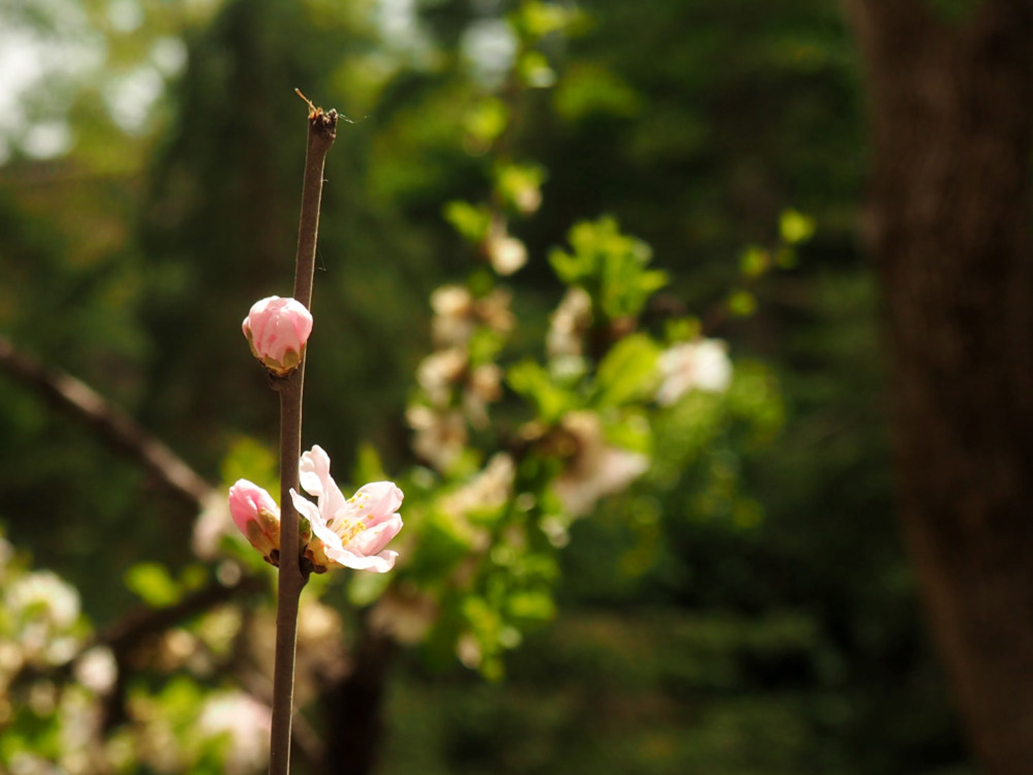 flowering peach