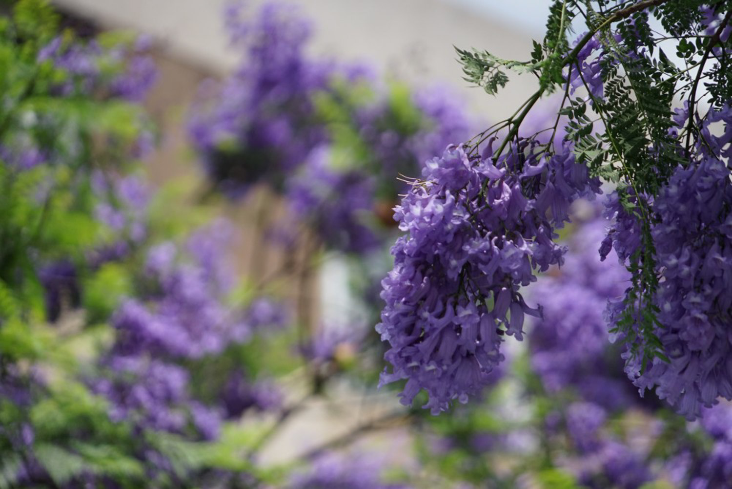 Jacaranda mimosifolia