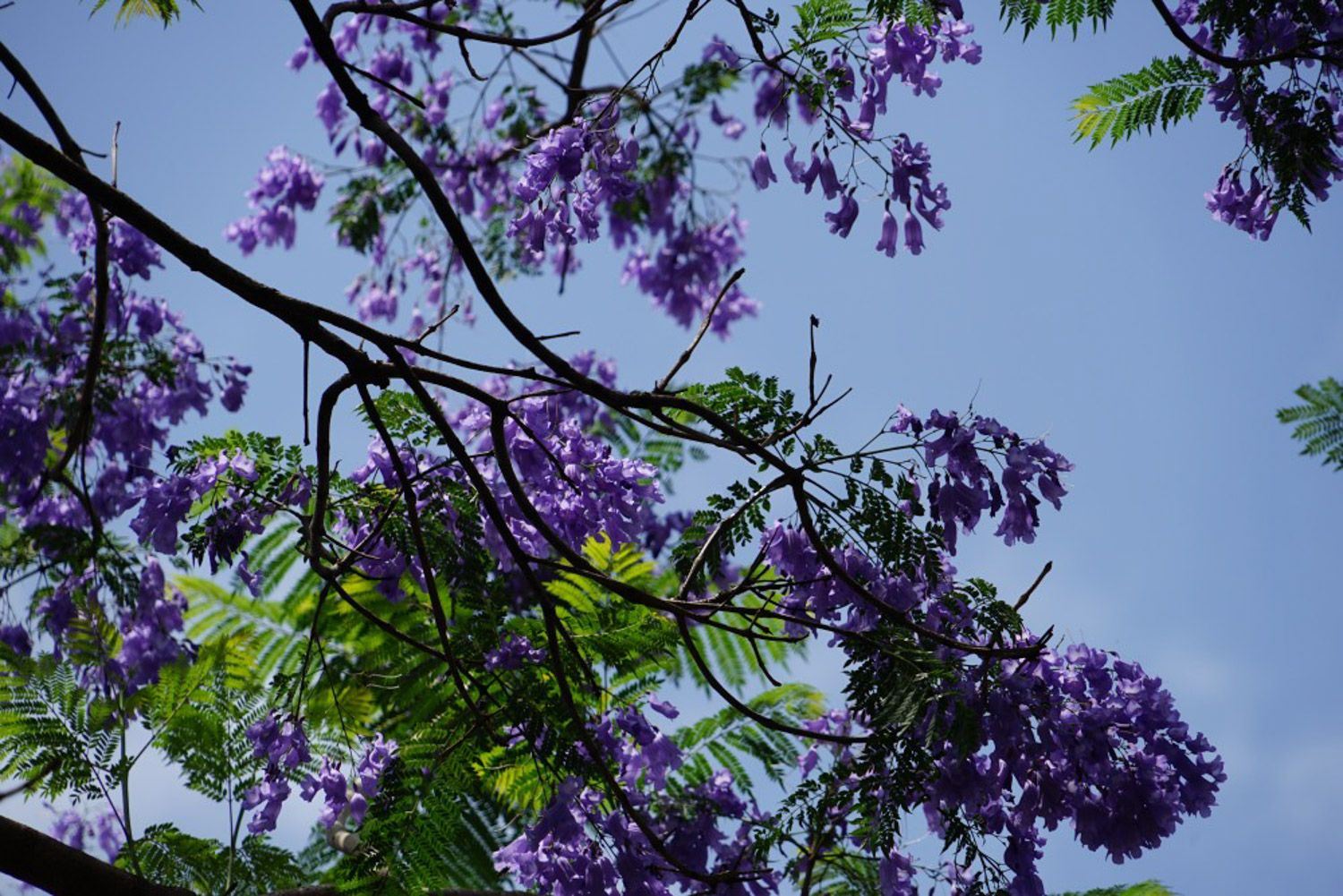 Jacaranda mimosifolia