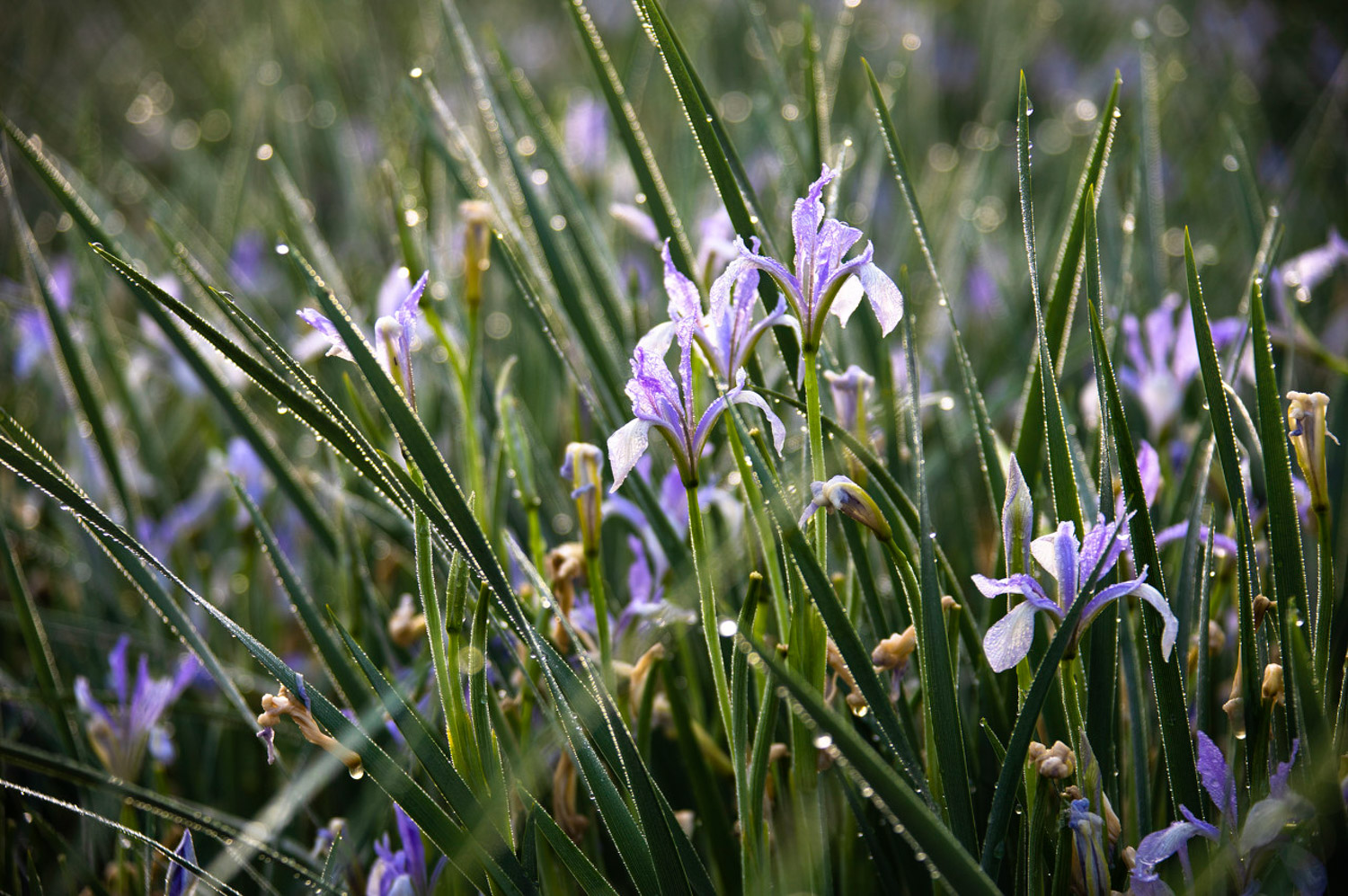 Iris lactea