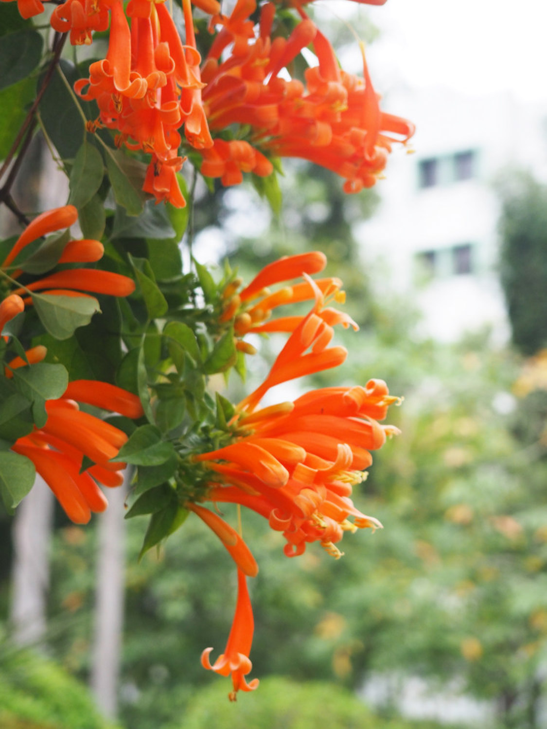 orange trumpet