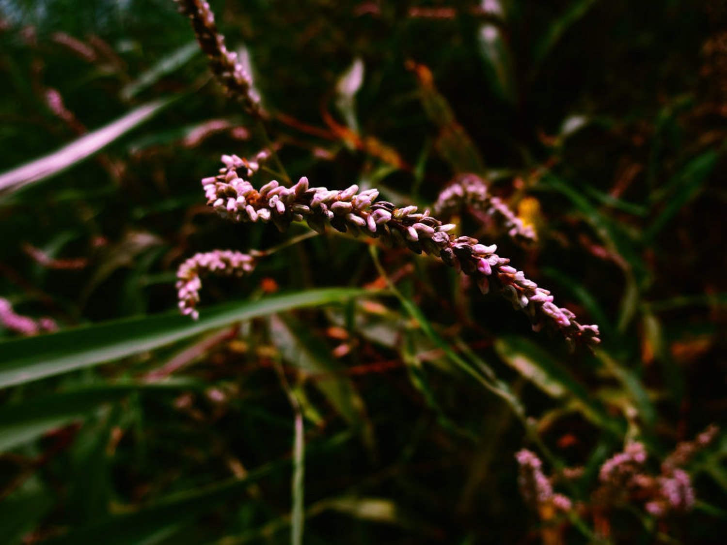 Polygonum