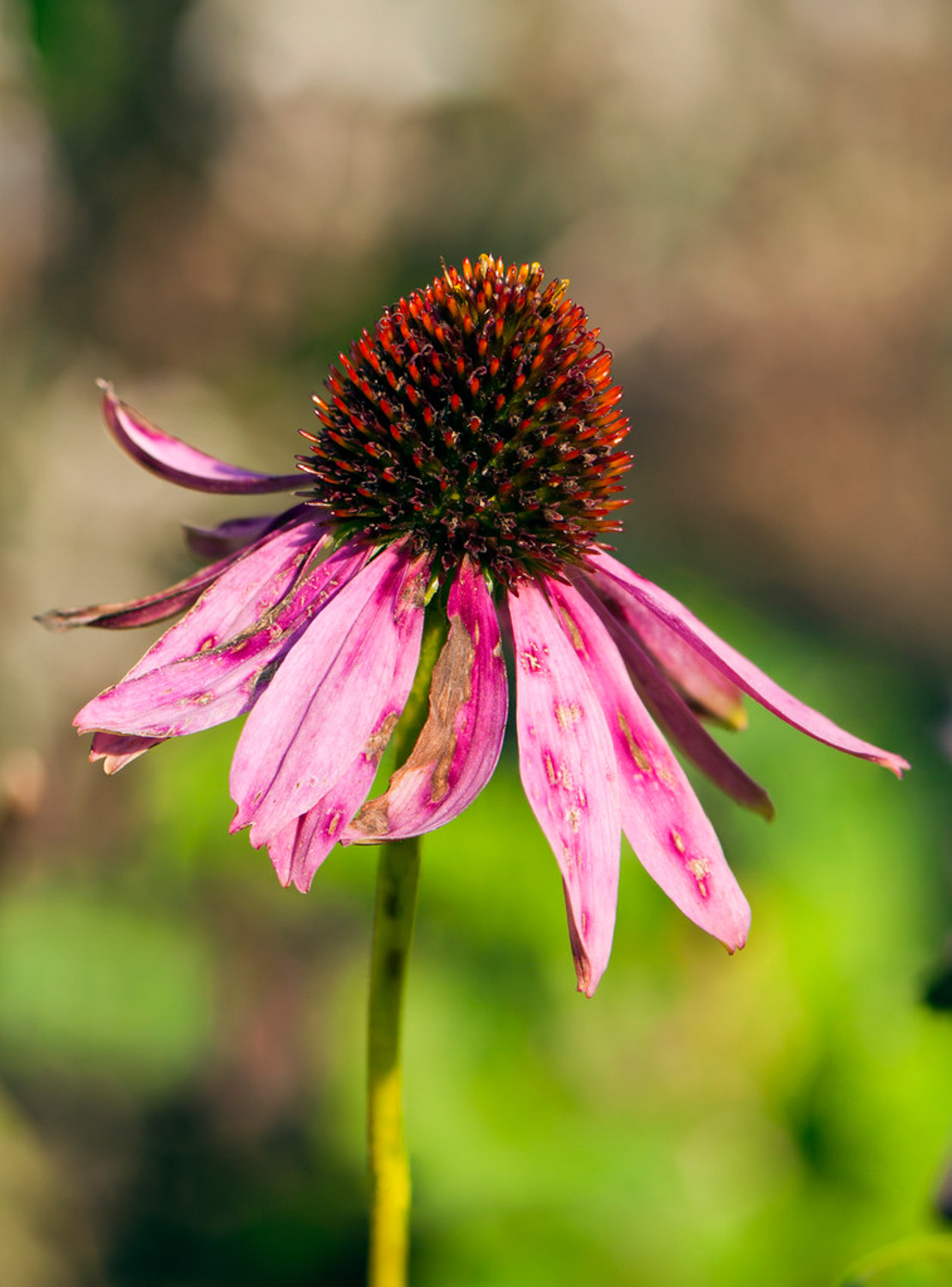 echinacea 