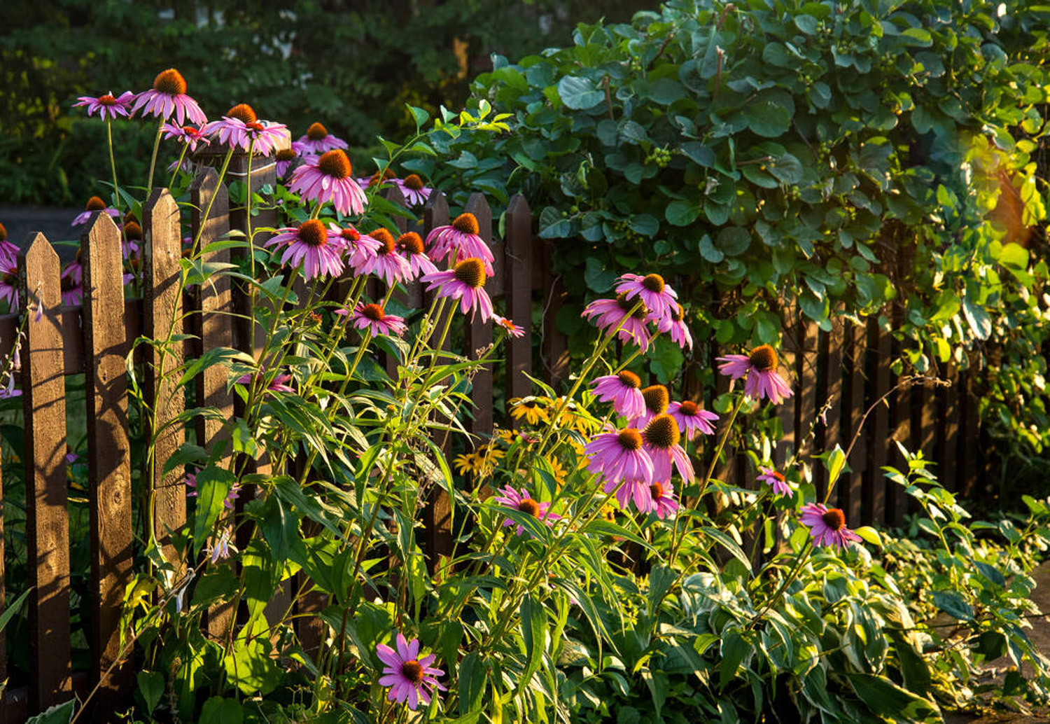 echinacea 