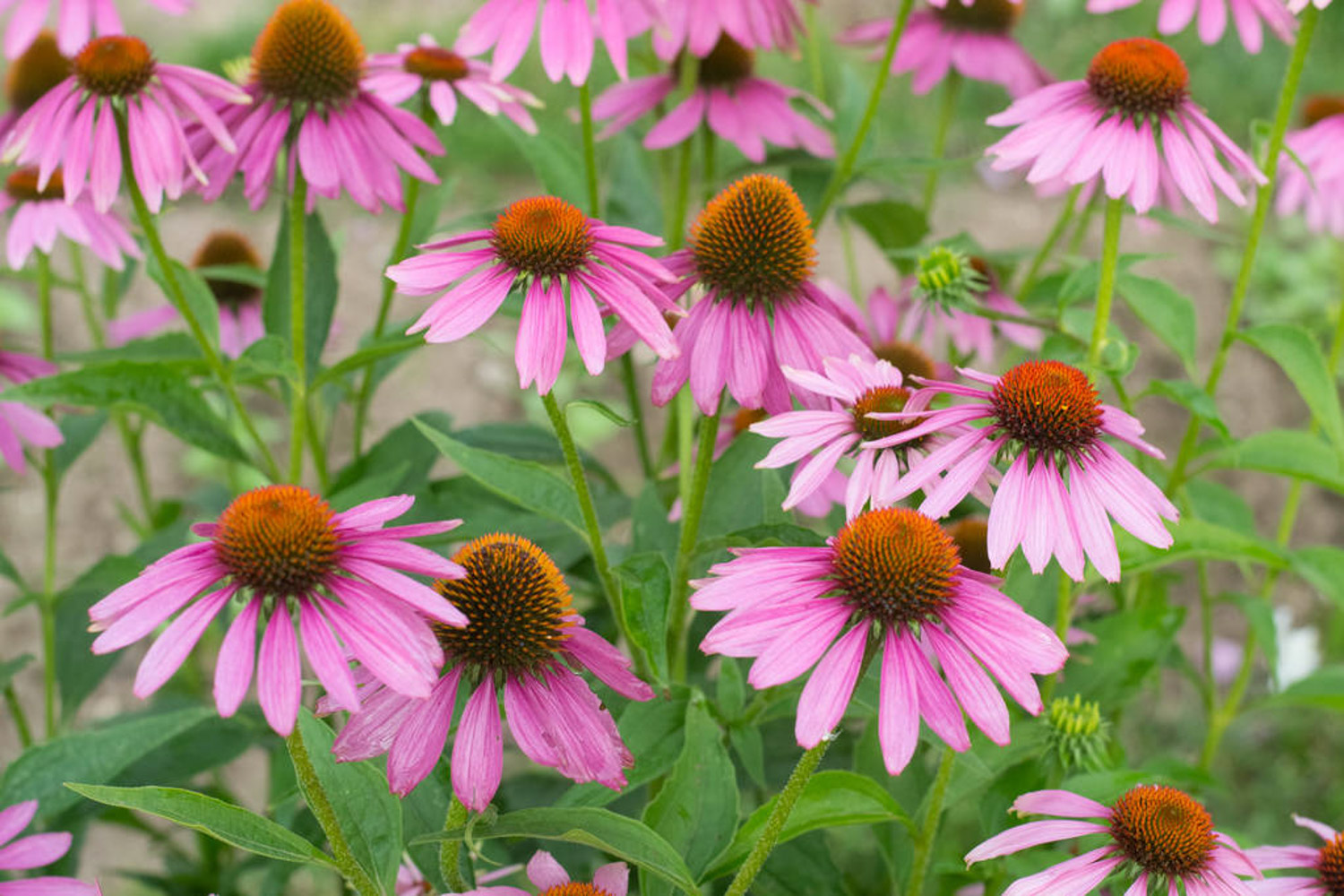 echinacea 