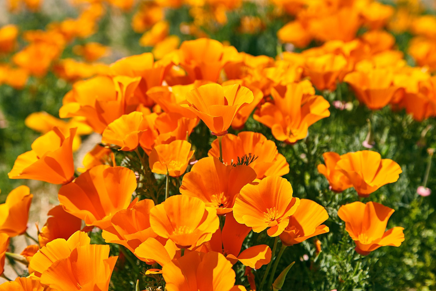 california poppy