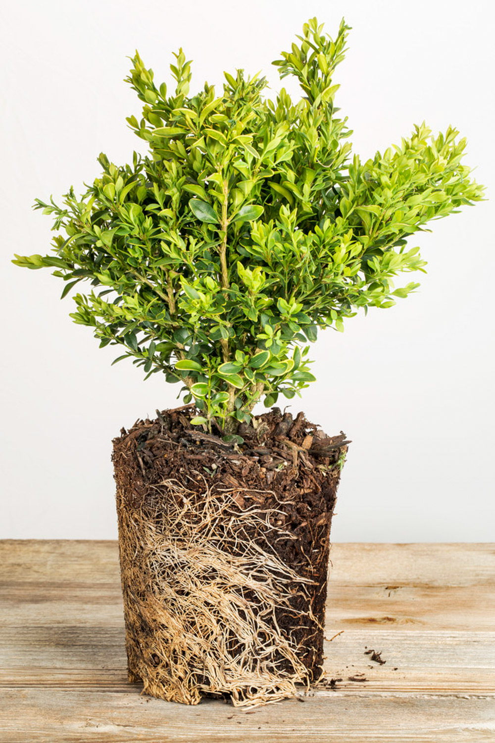 Boxwood