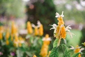 How to make golden bracts bloom in four seasons