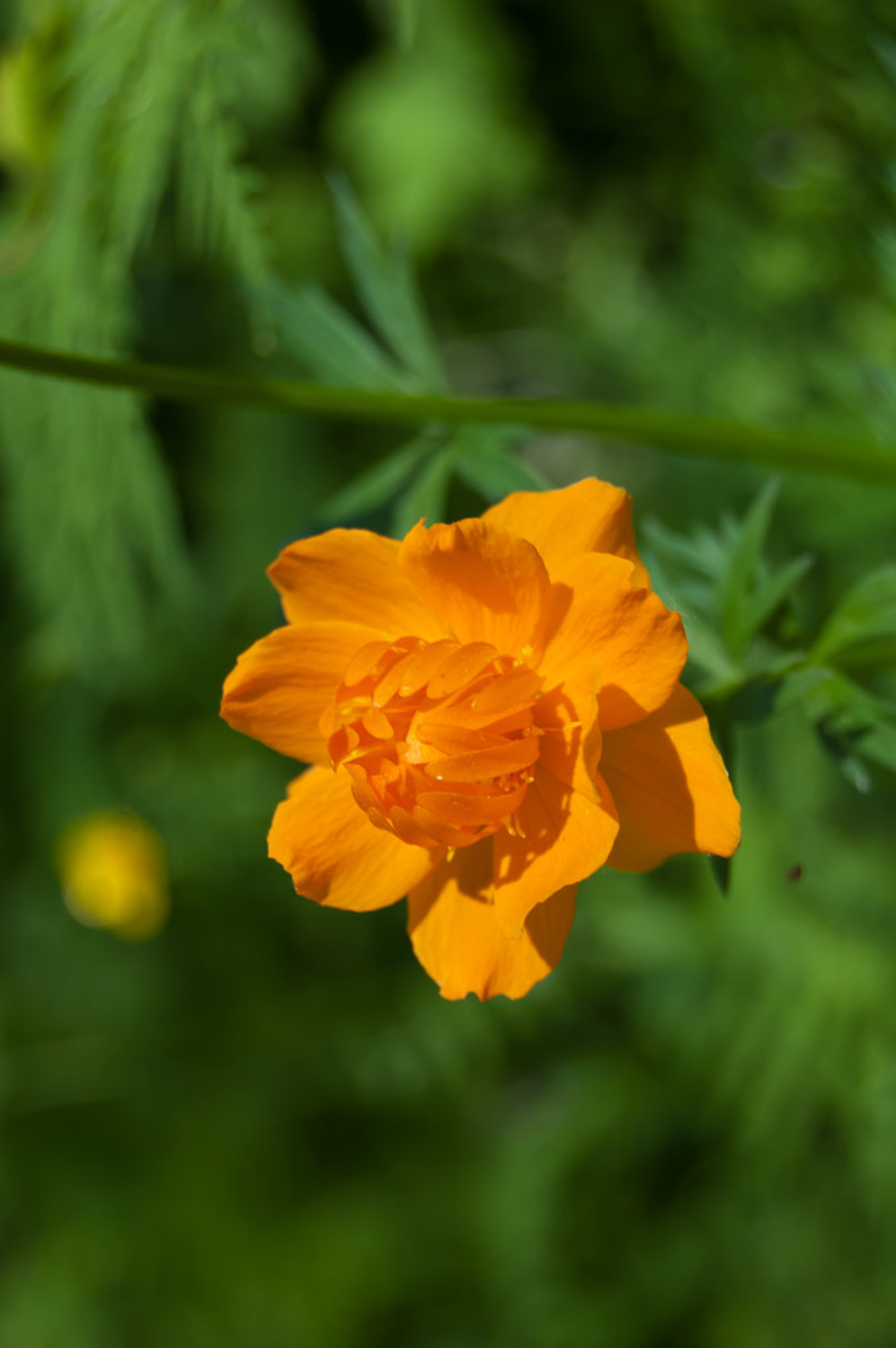 globeflower