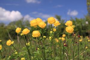 How can golden lotus blossom all year round