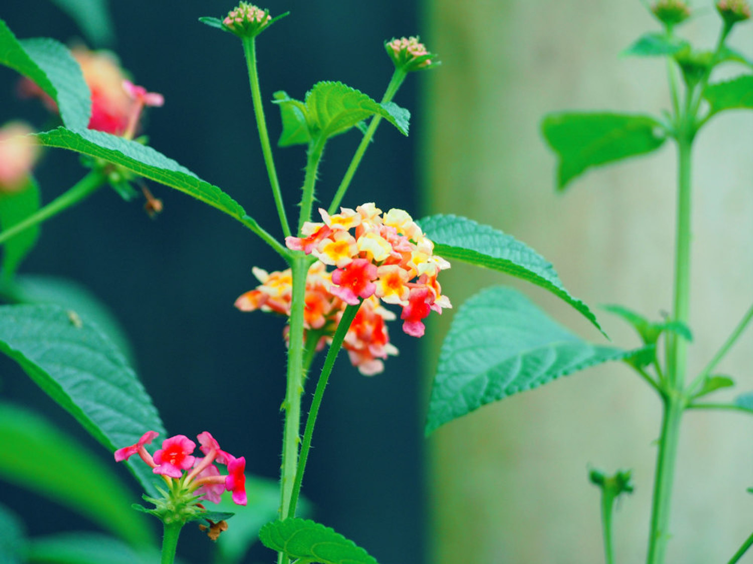 Lantana camara