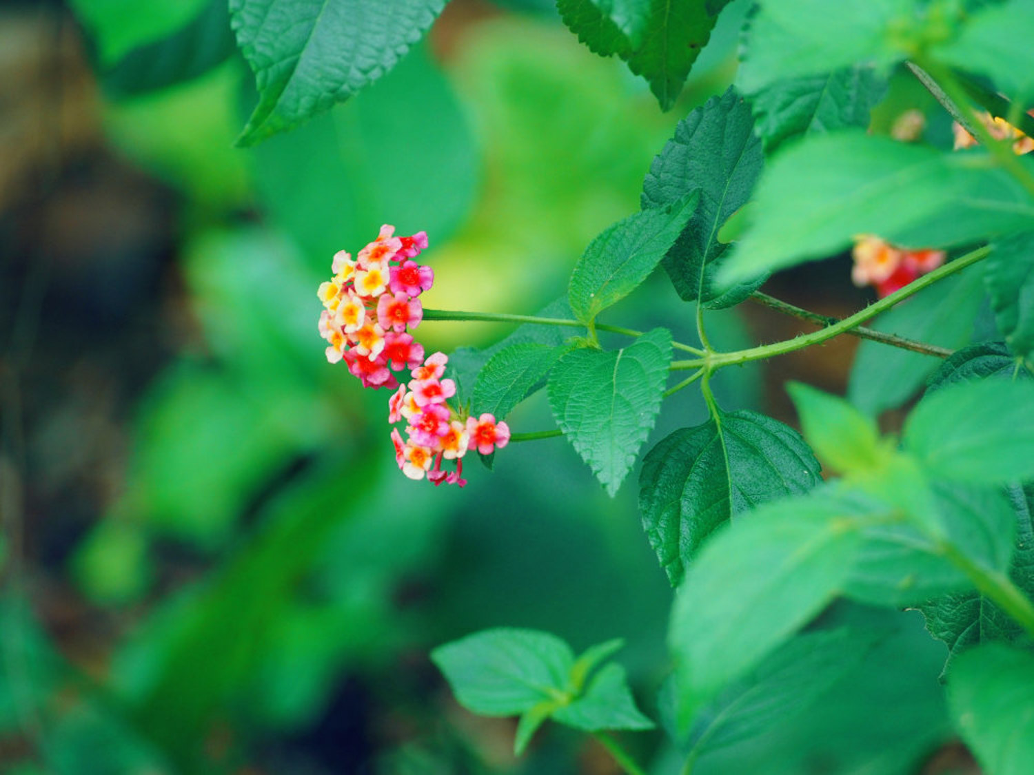 Lantana camara