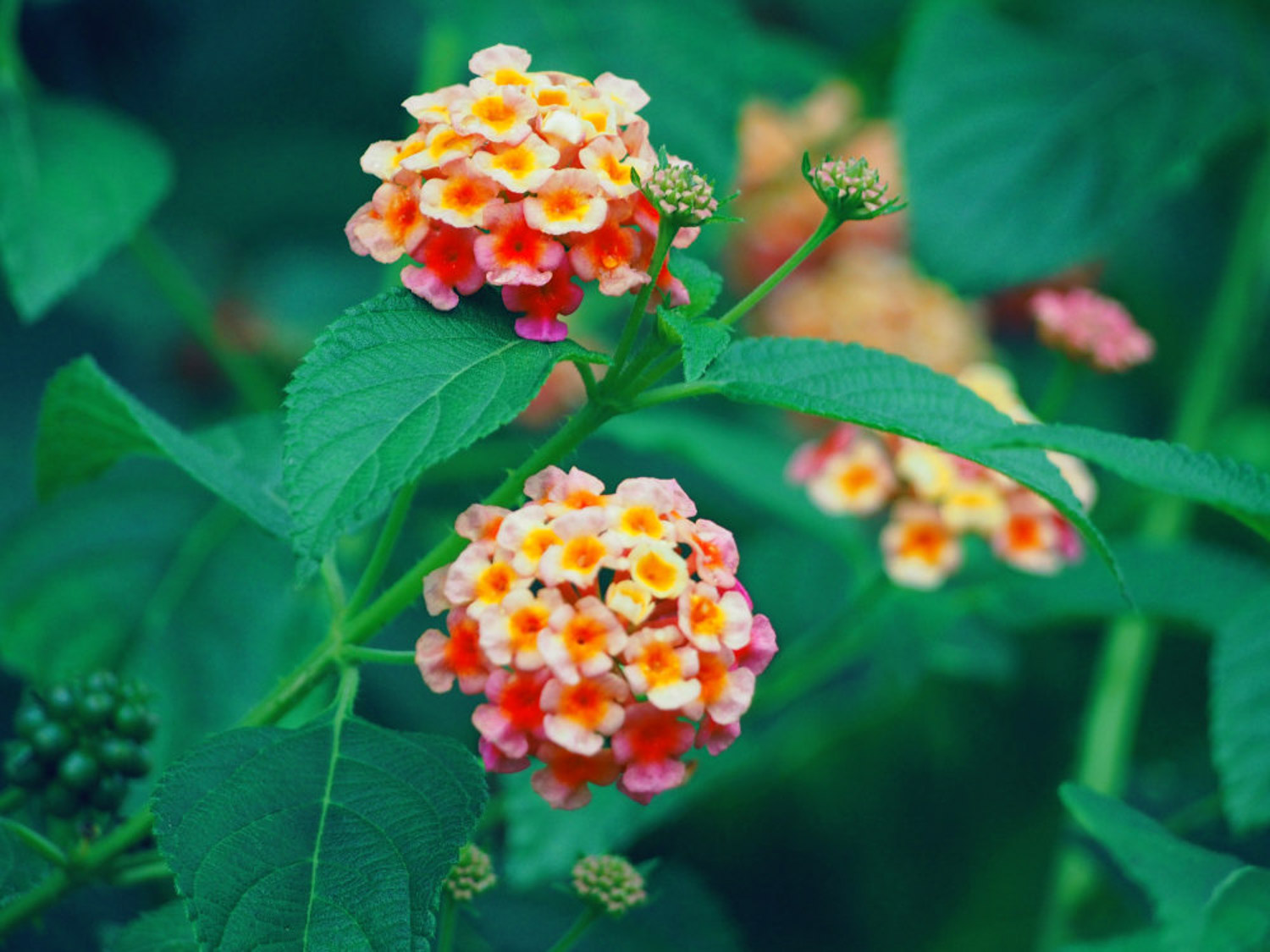 Lantana camara