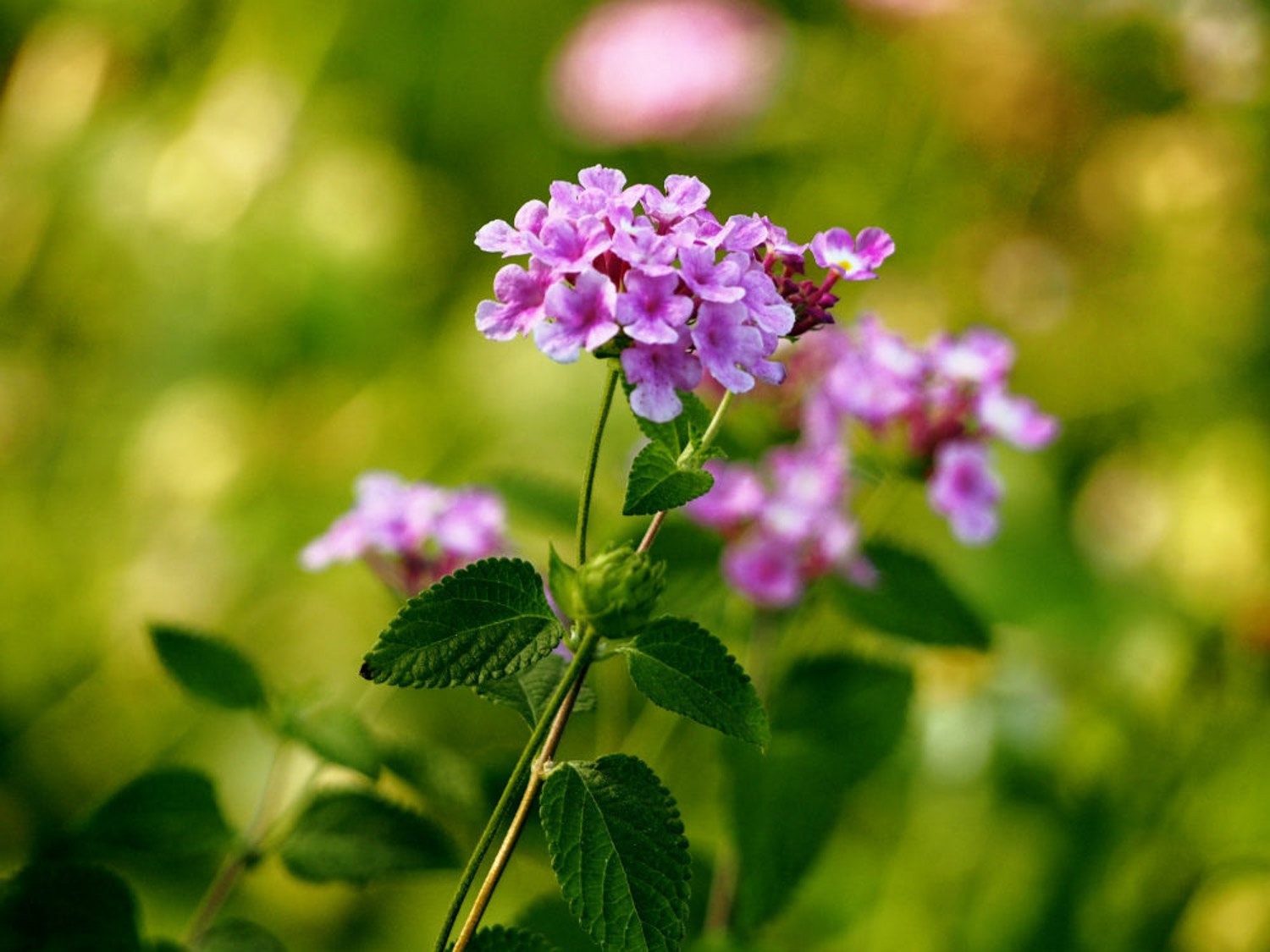 Lantana camara