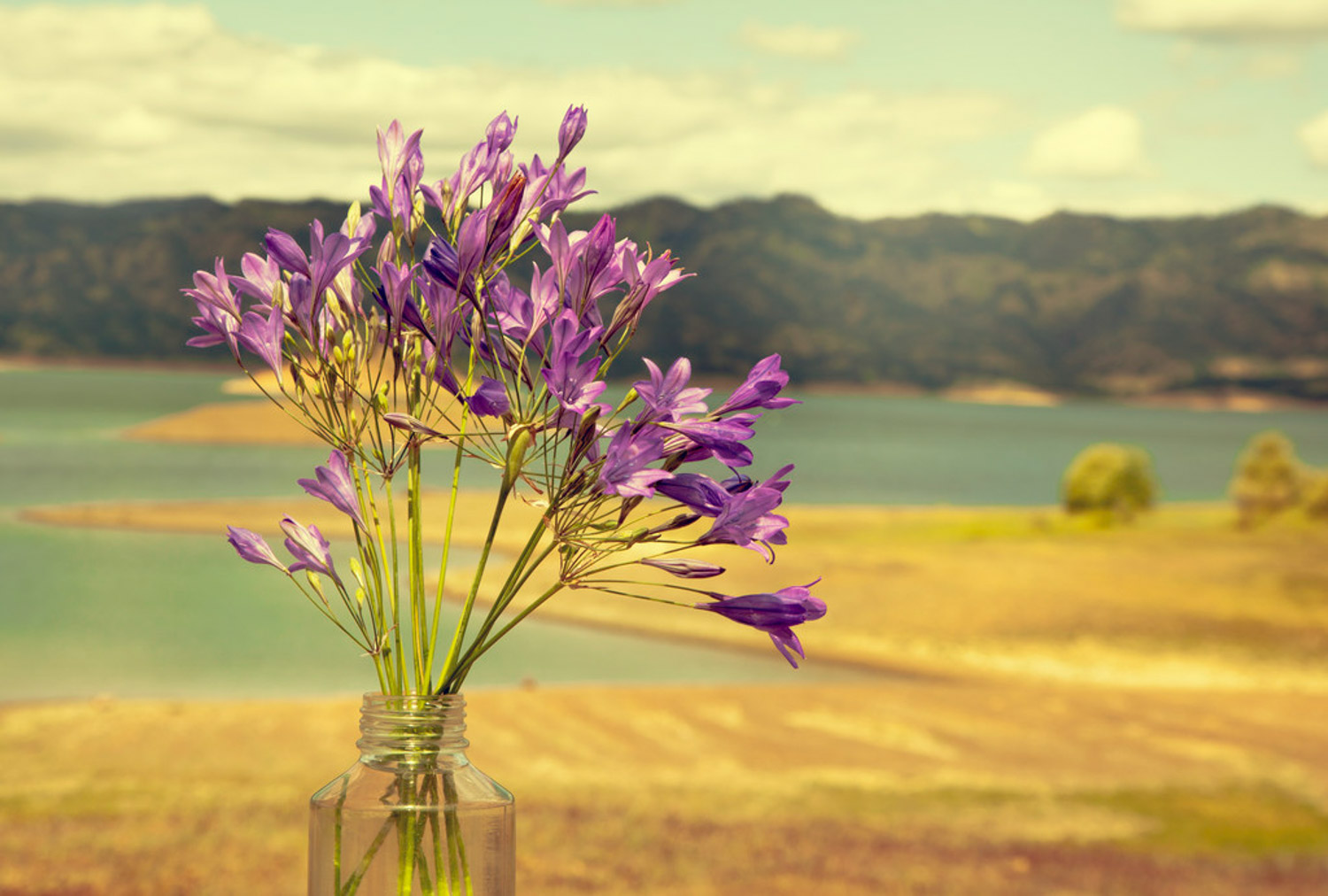 Fresh cut flowers