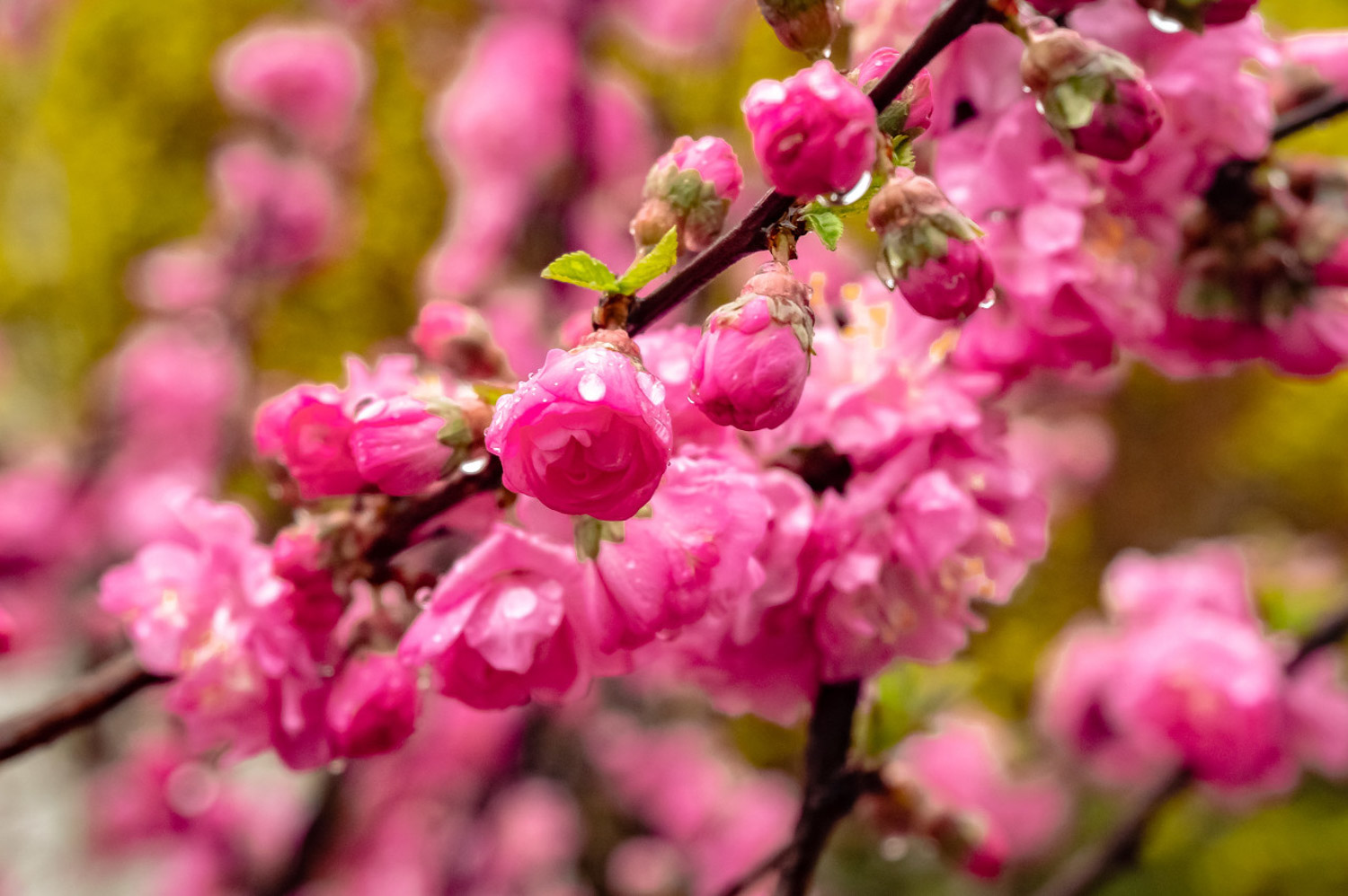 flowering plum