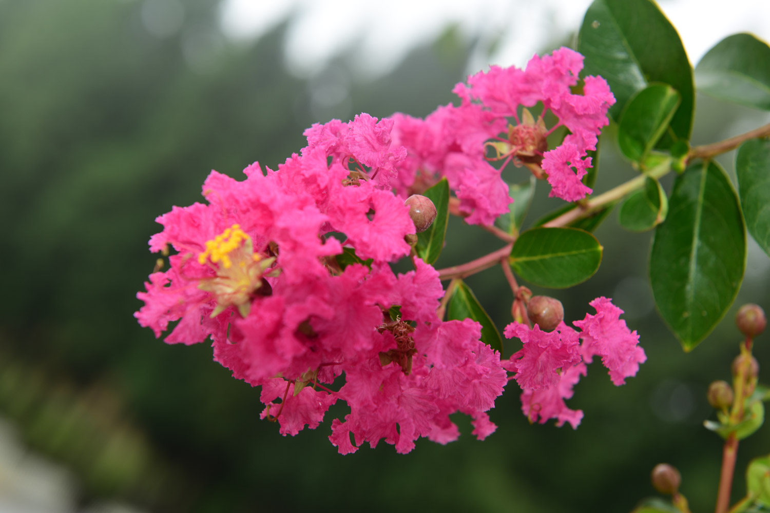 Crape myrtle