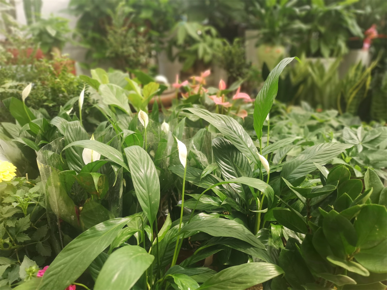 Spathiphyllum