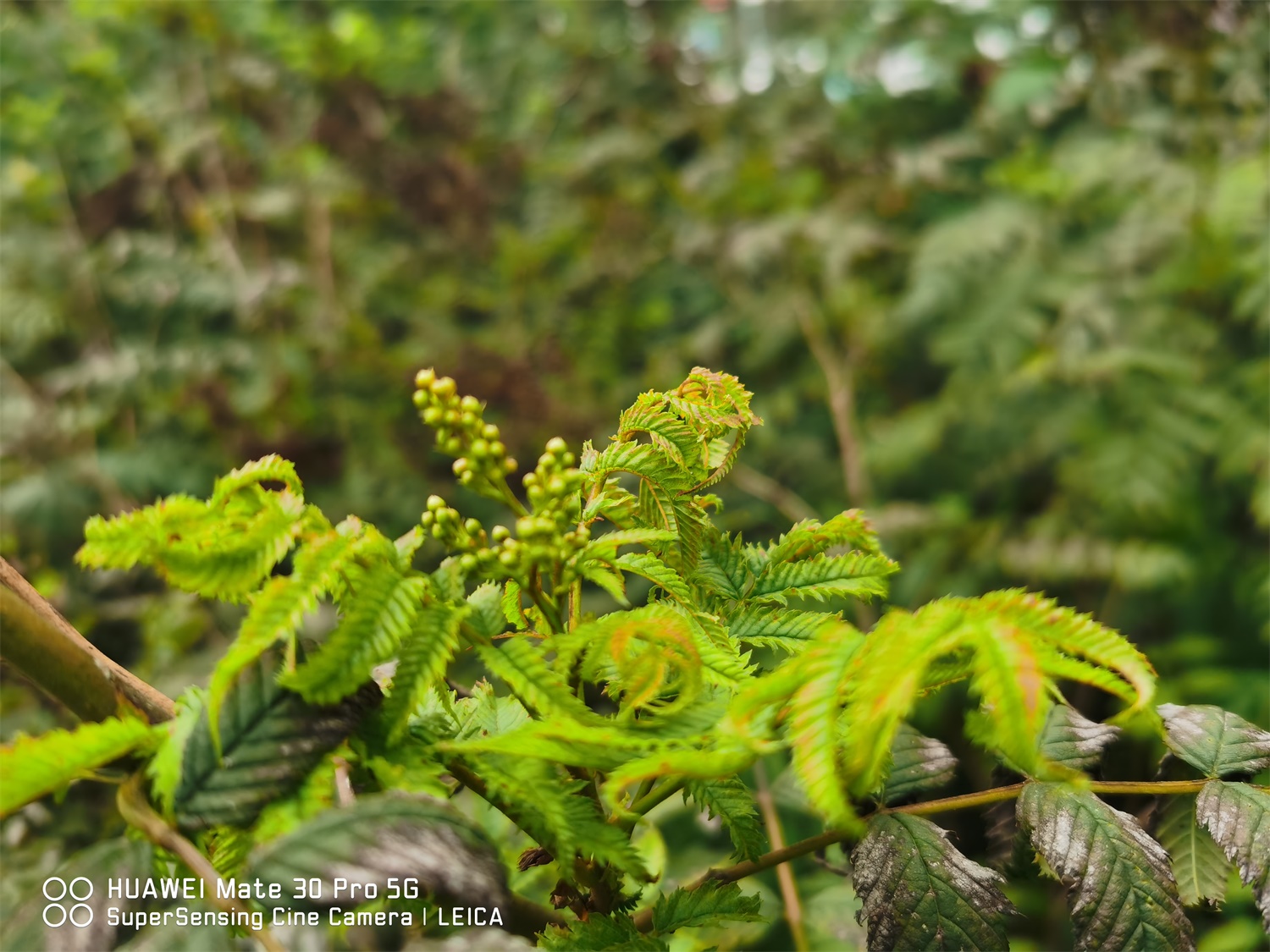 Sorbaria sorbifolia