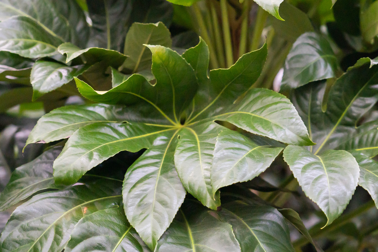 Fatsia japonica