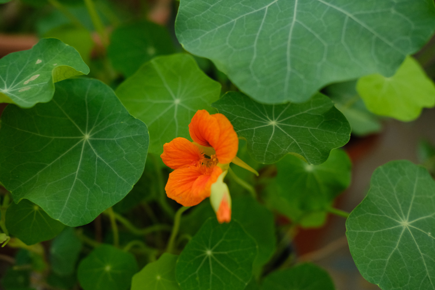 garden nasturtium