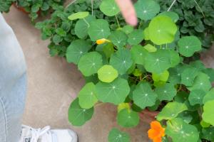 are tomatoes and peas a companion plants