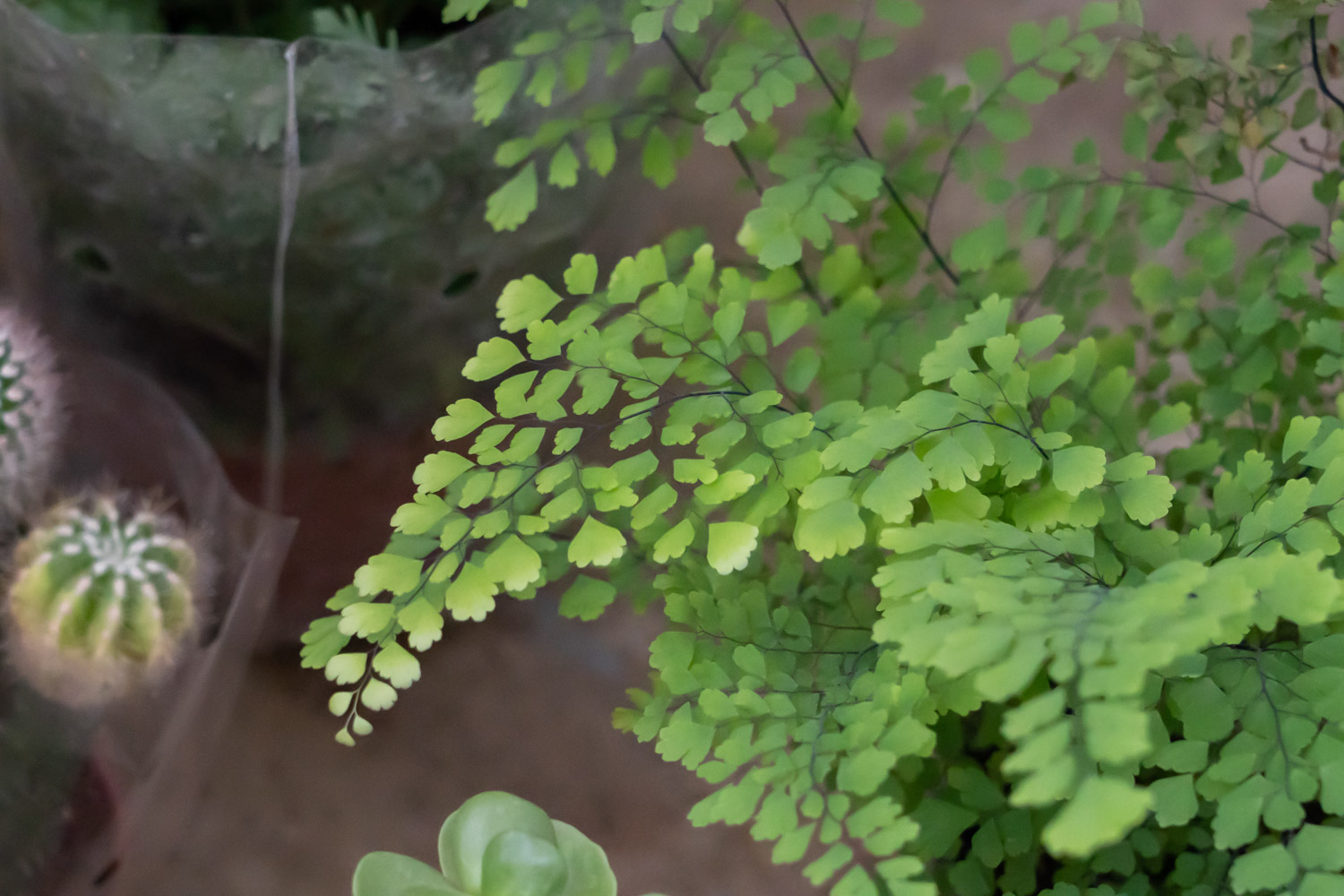 Adiantum