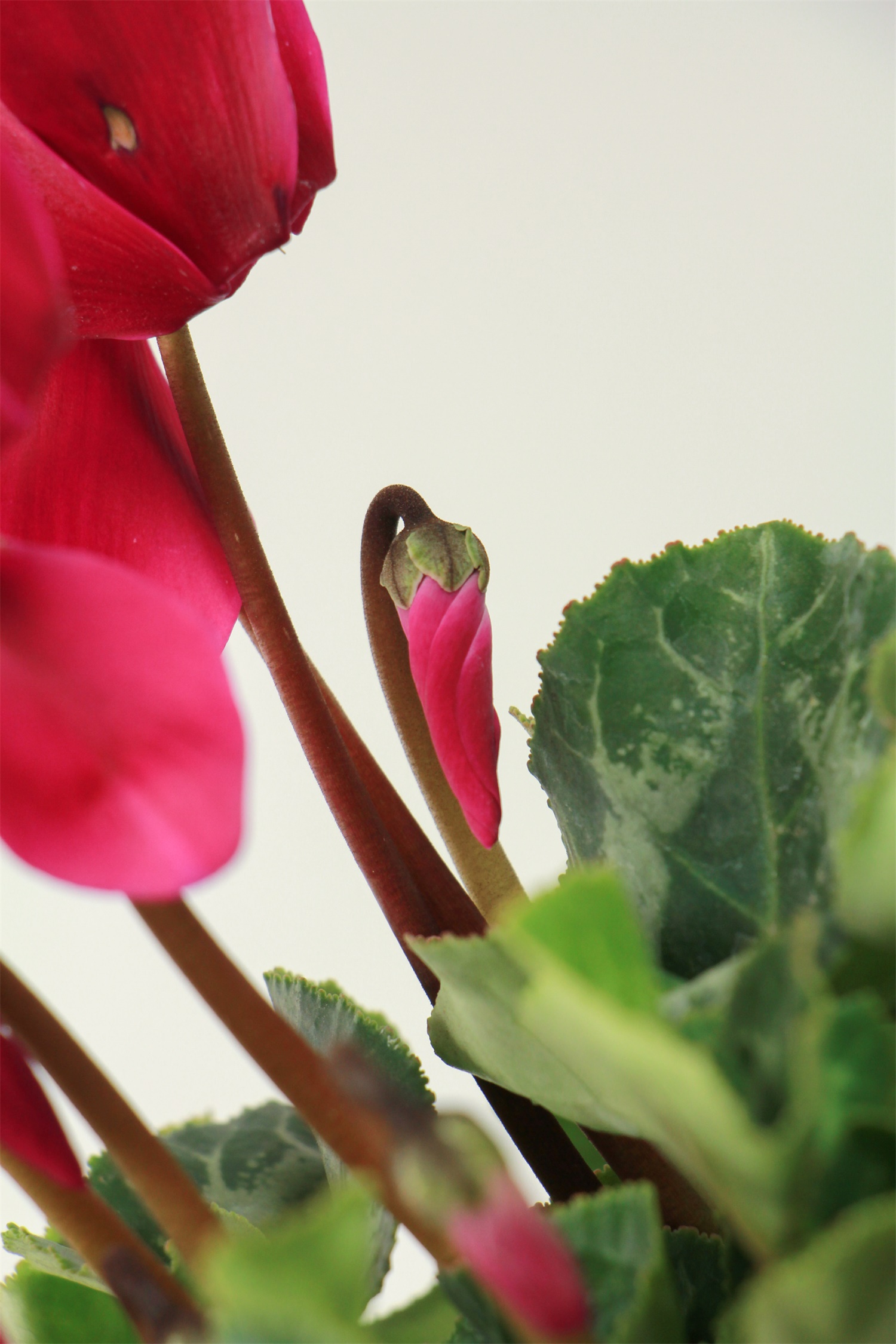 Cyclamen