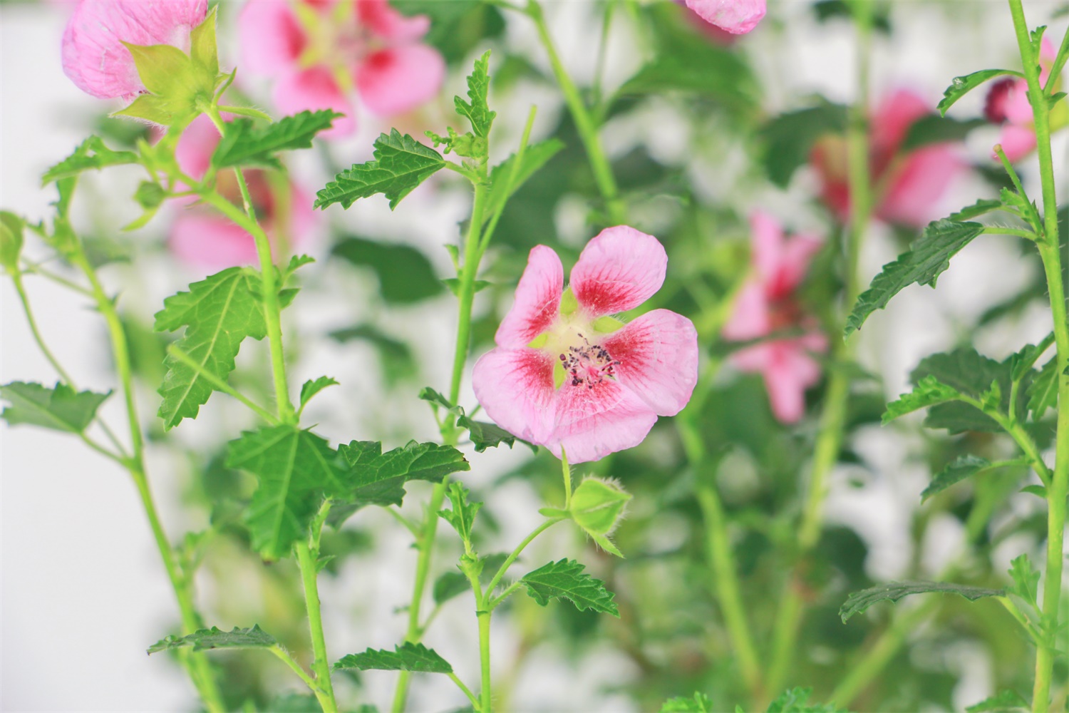 Hibiscus minor