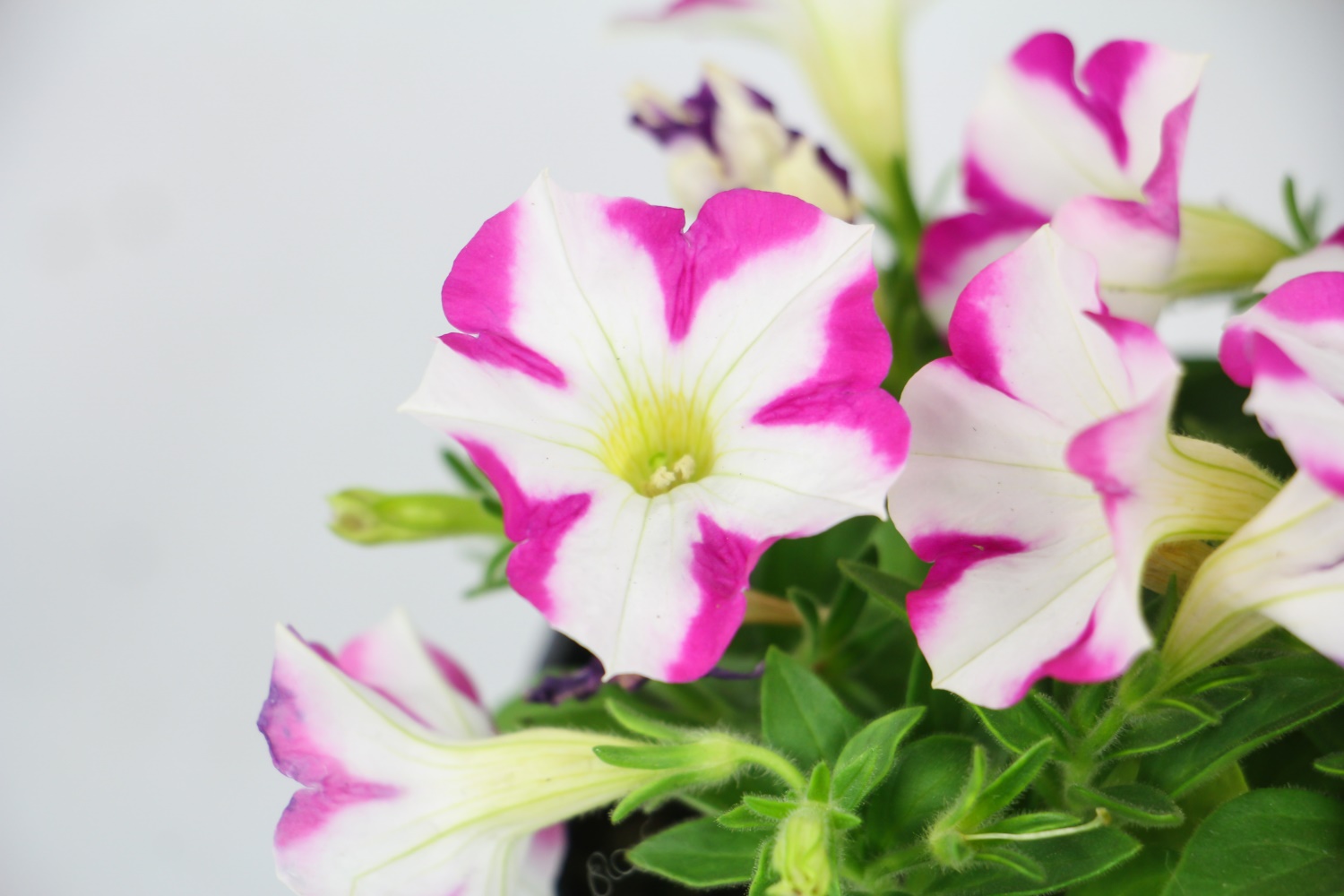 Petunia hybrida