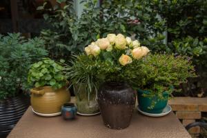 can you plant giant sunflowers in pots