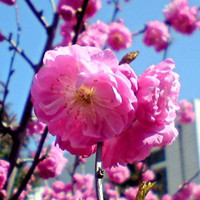 flowering plum