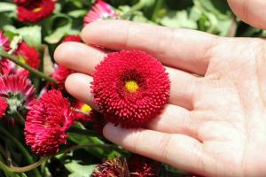 How to choose a pot for potted daisies