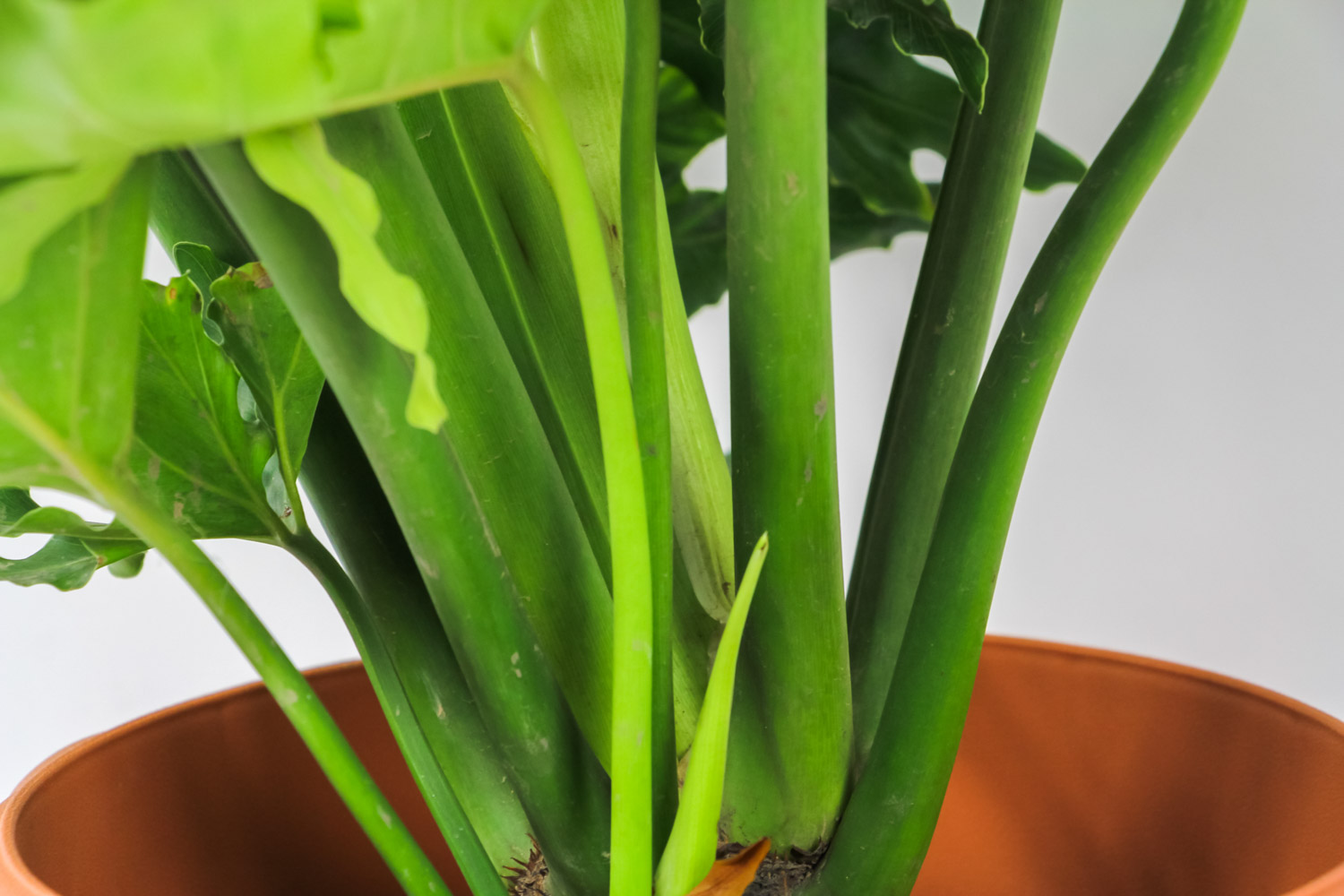 Philodendron selloum