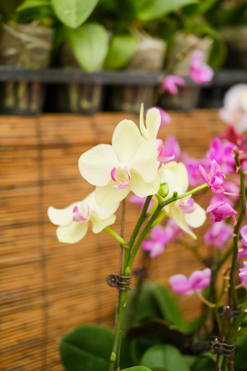 moth orchid