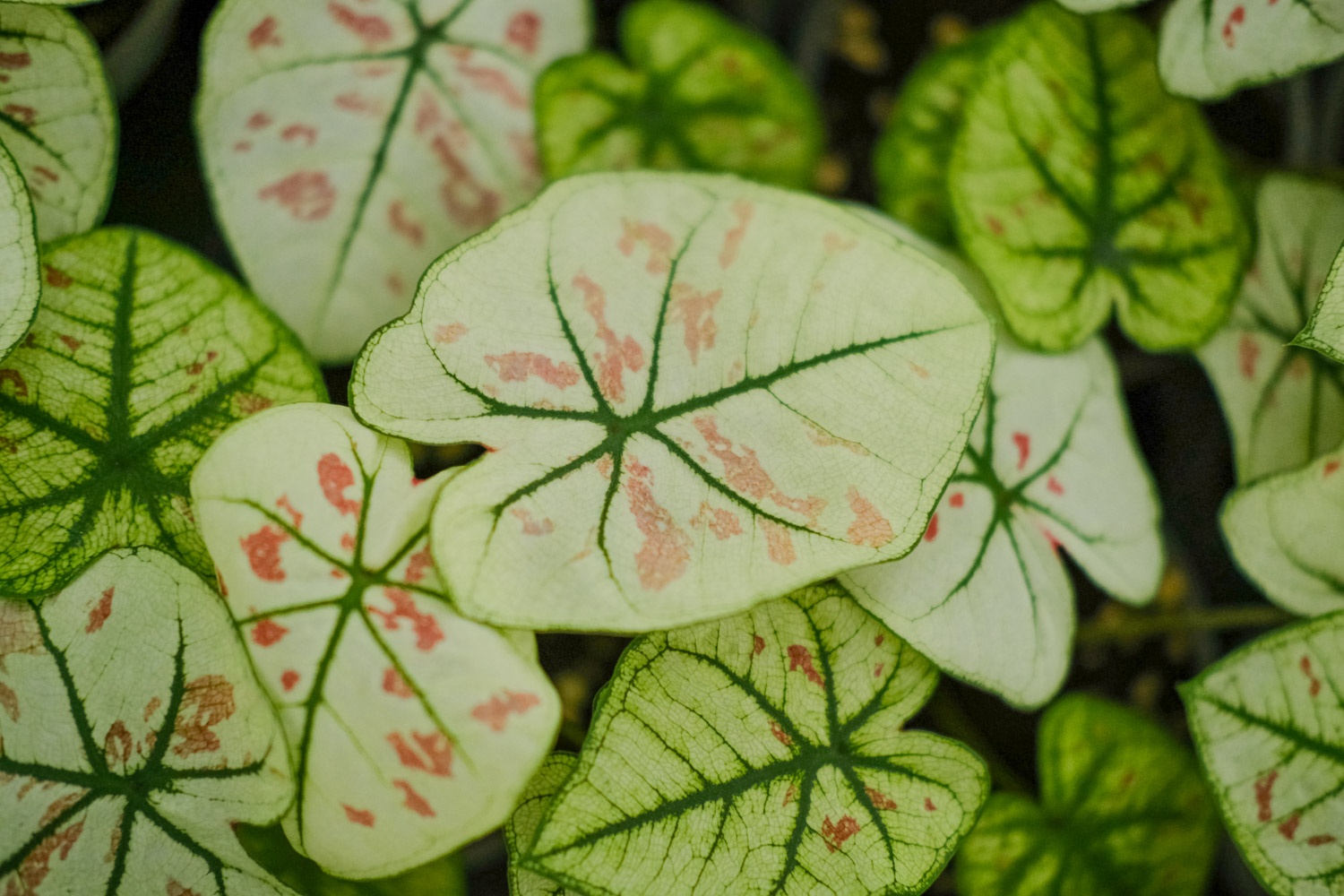 Caladium