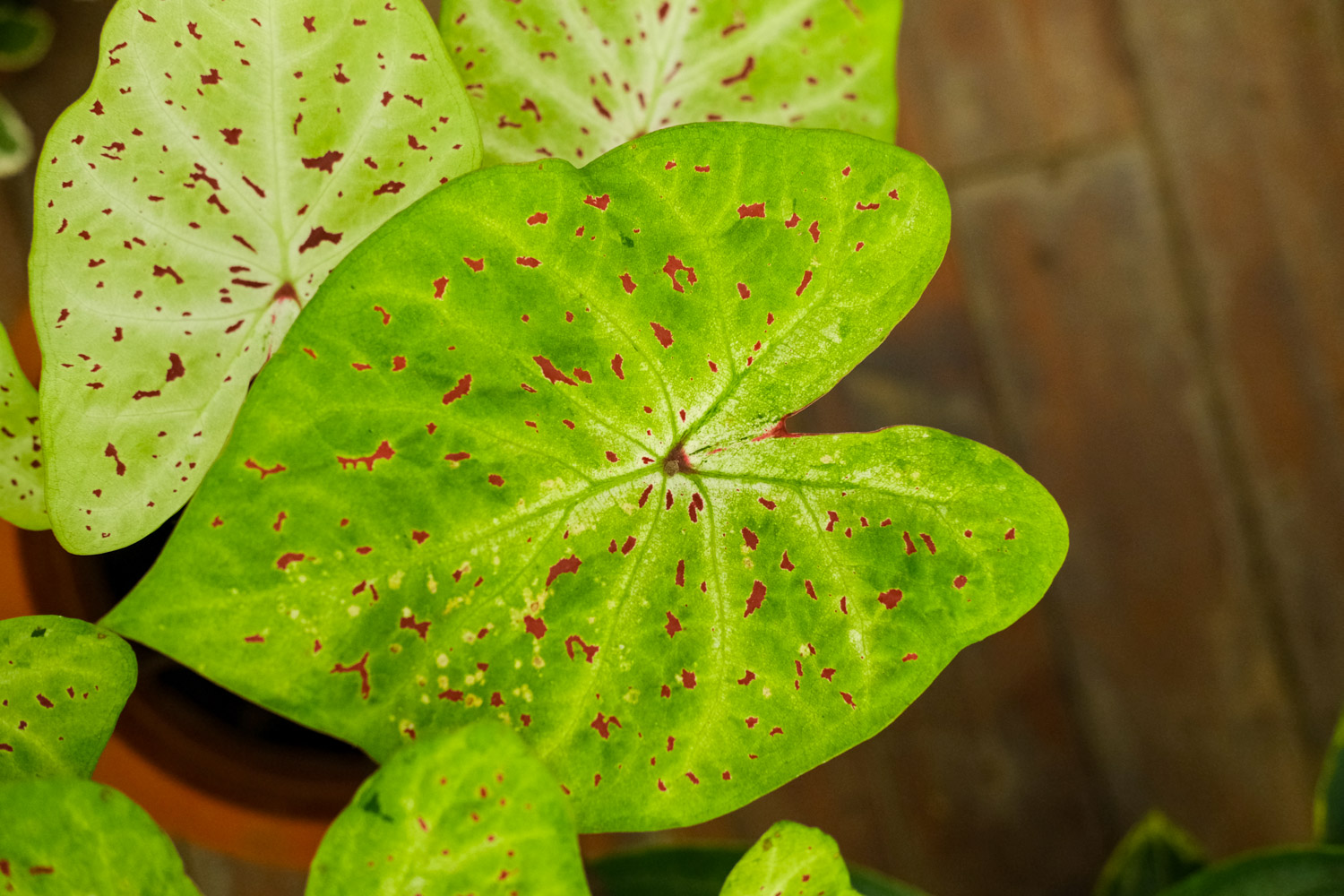 Caladium