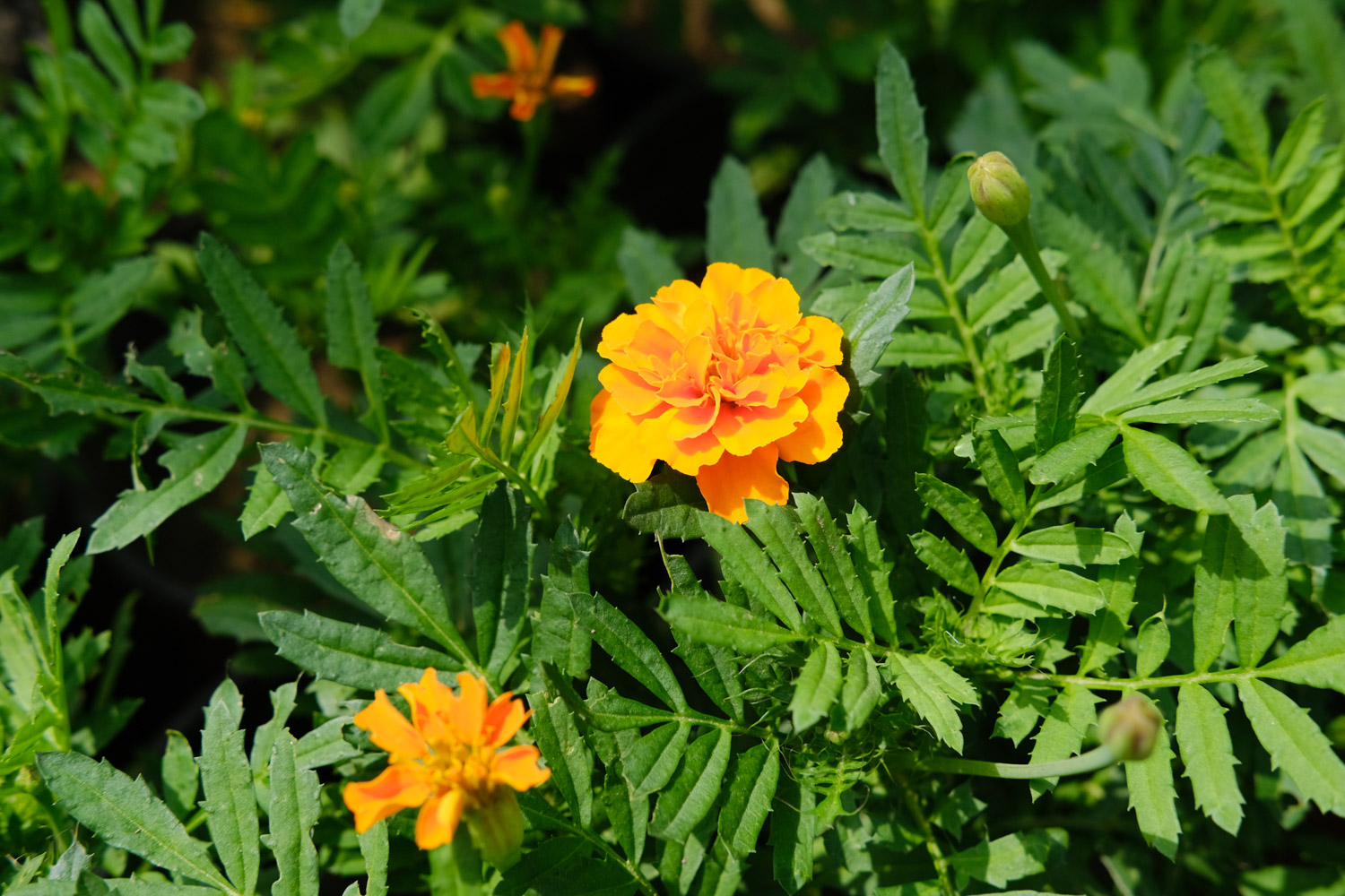 Marigold