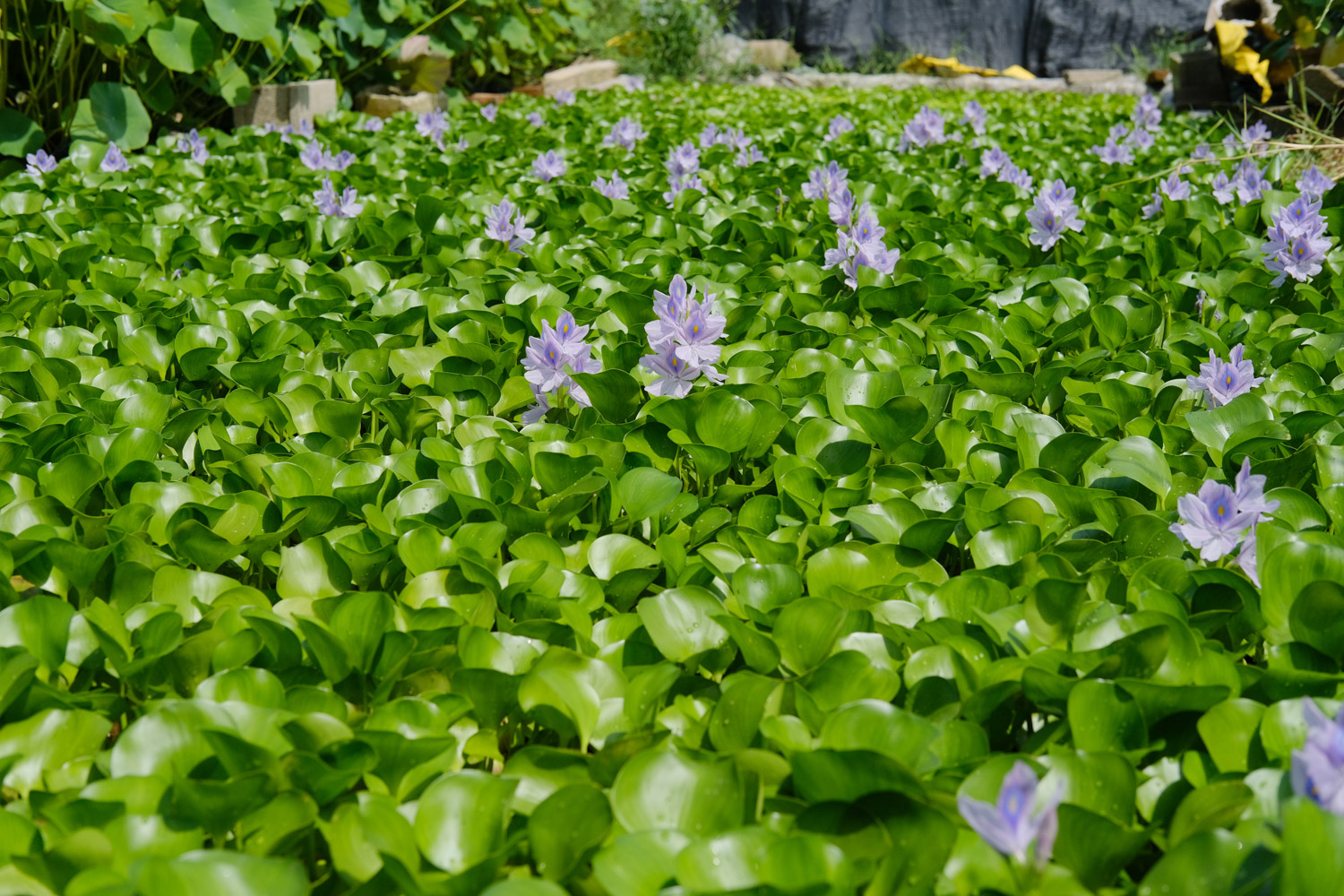 water hyacinth