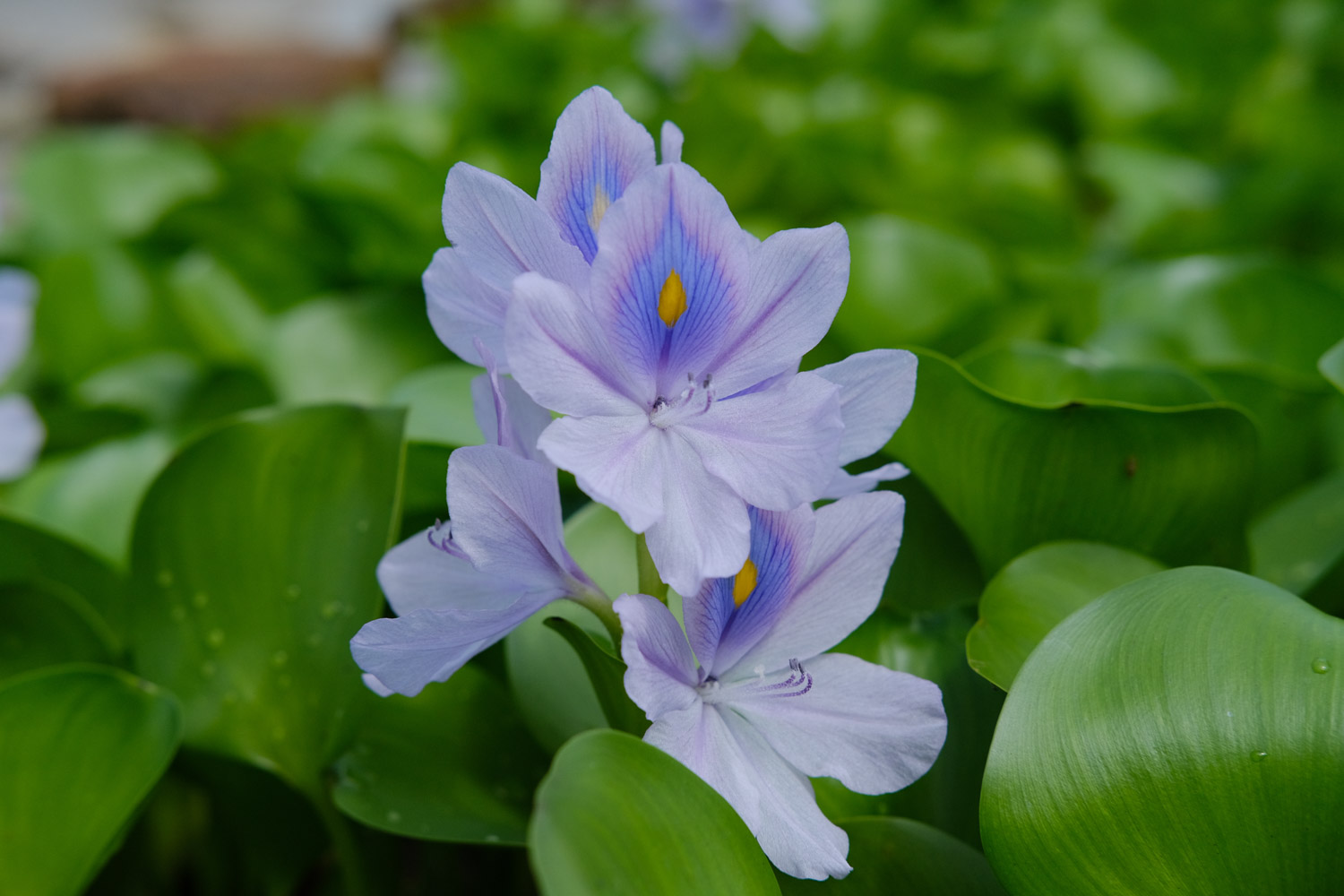 water hyacinth