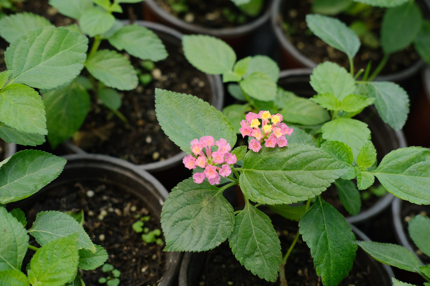 Lantana camara