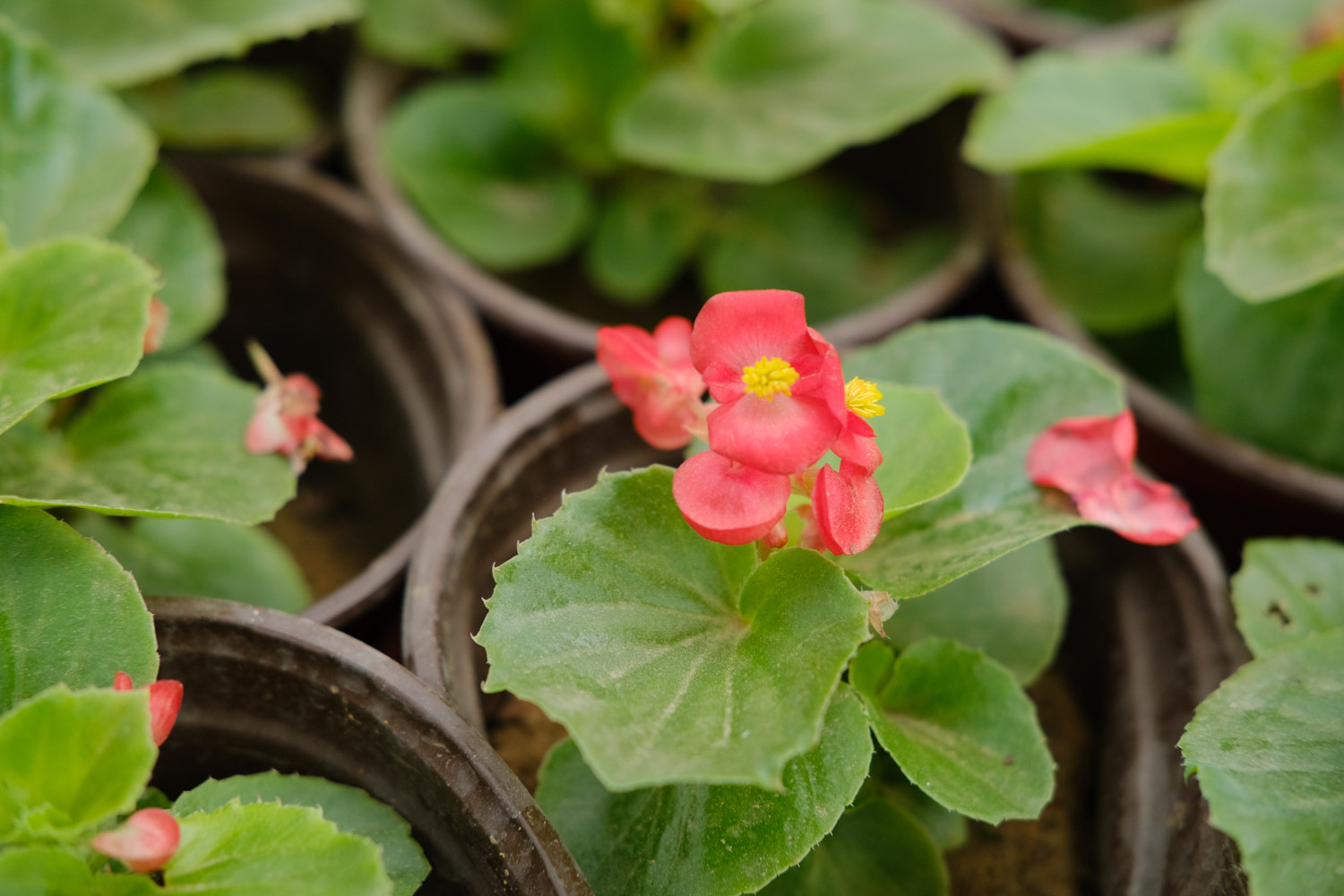 Begonia semperflorens