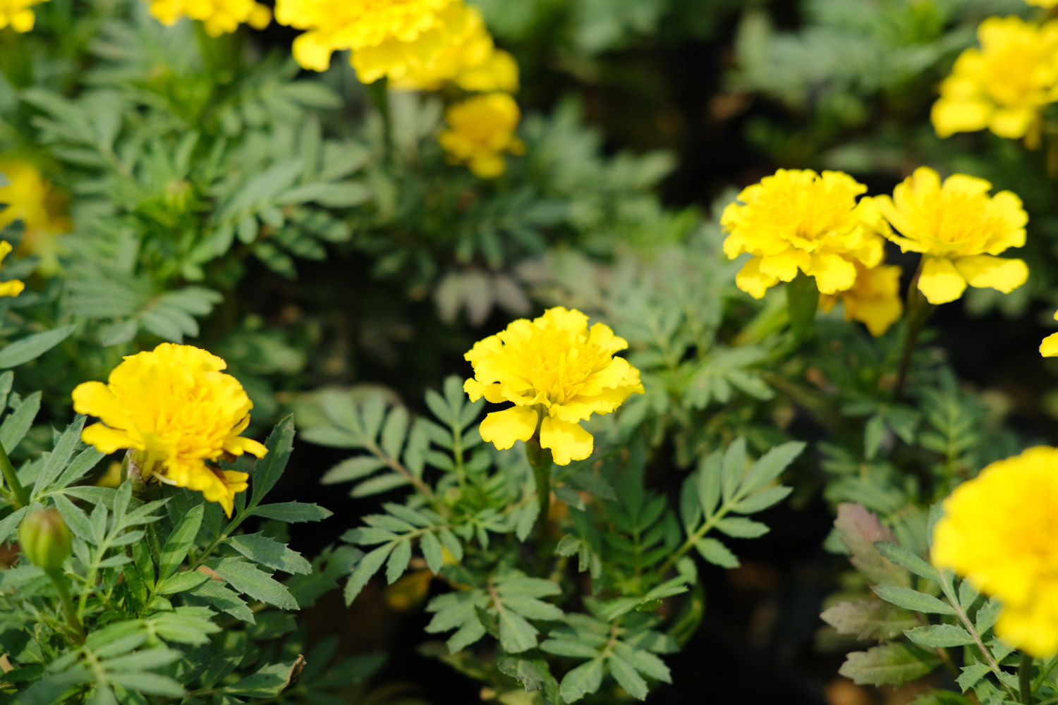 southern cone marigold