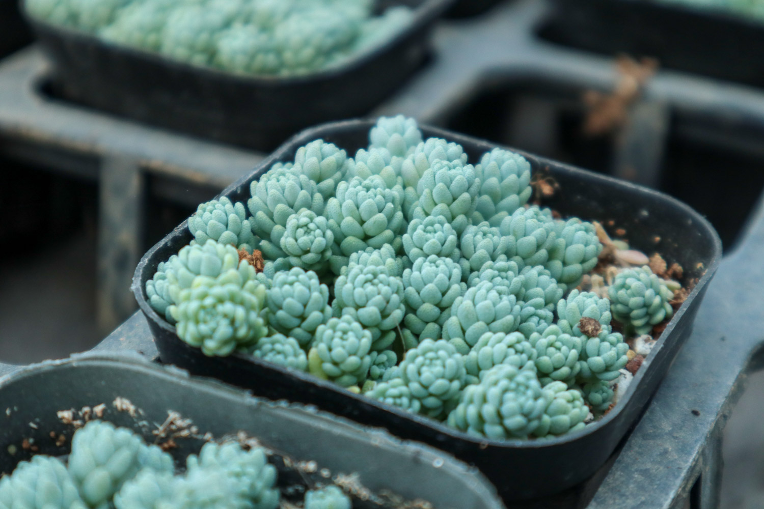 Sedum dasyphyllum 