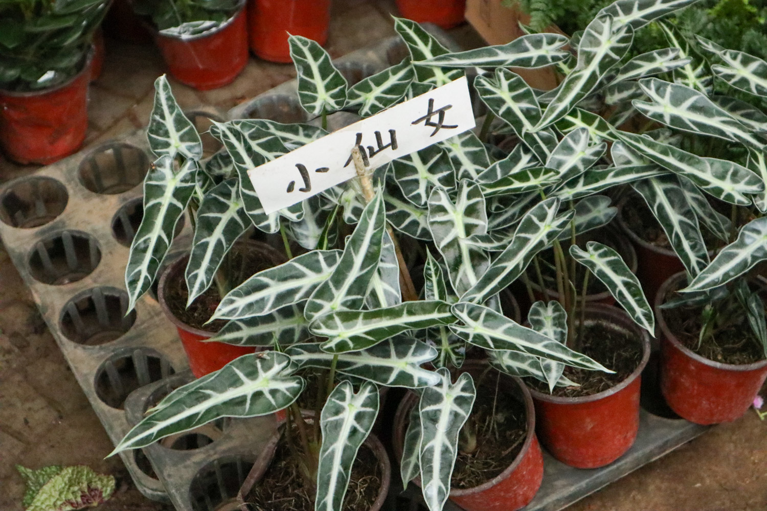 Alocasia xamazonica 