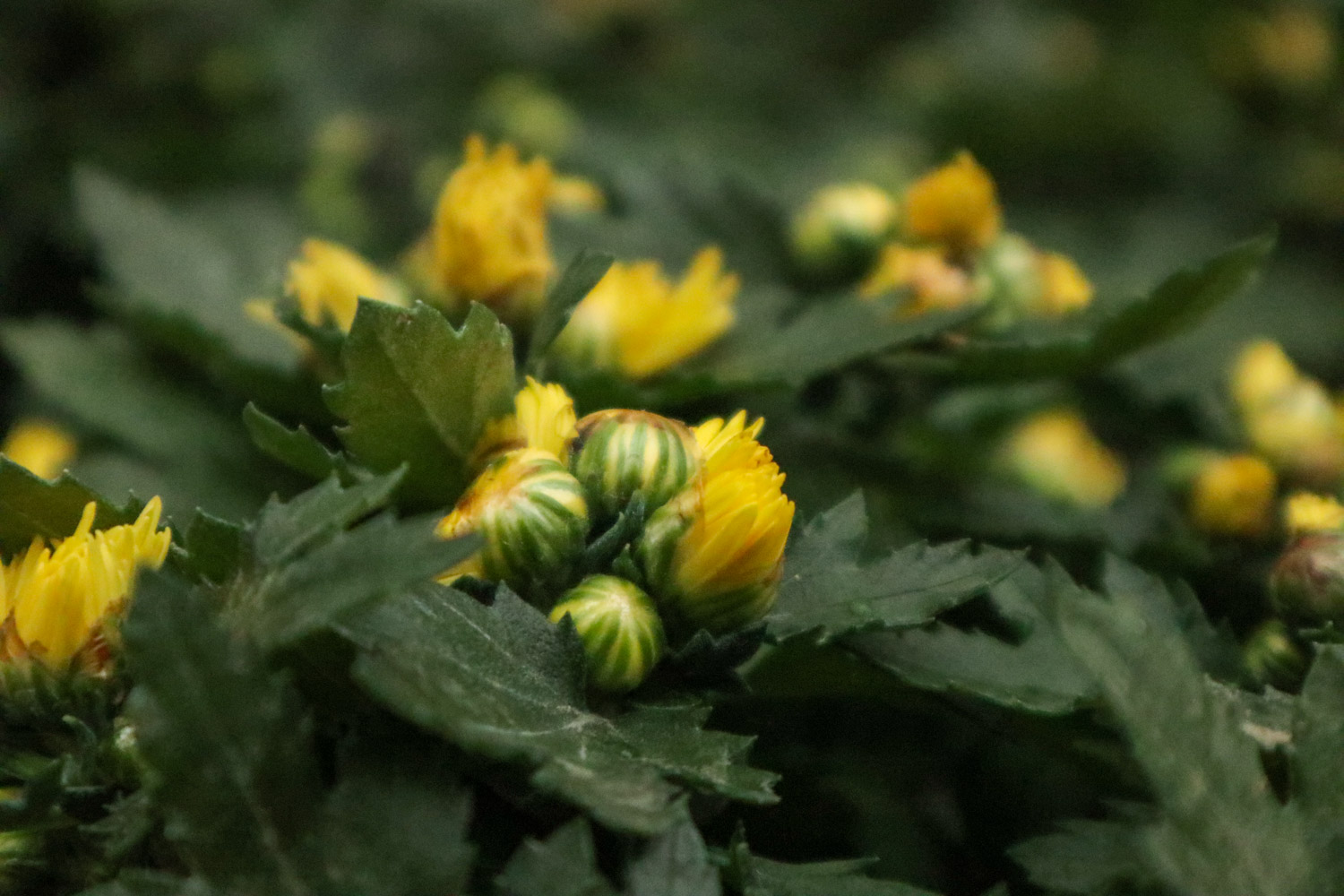 Chrysanthemum