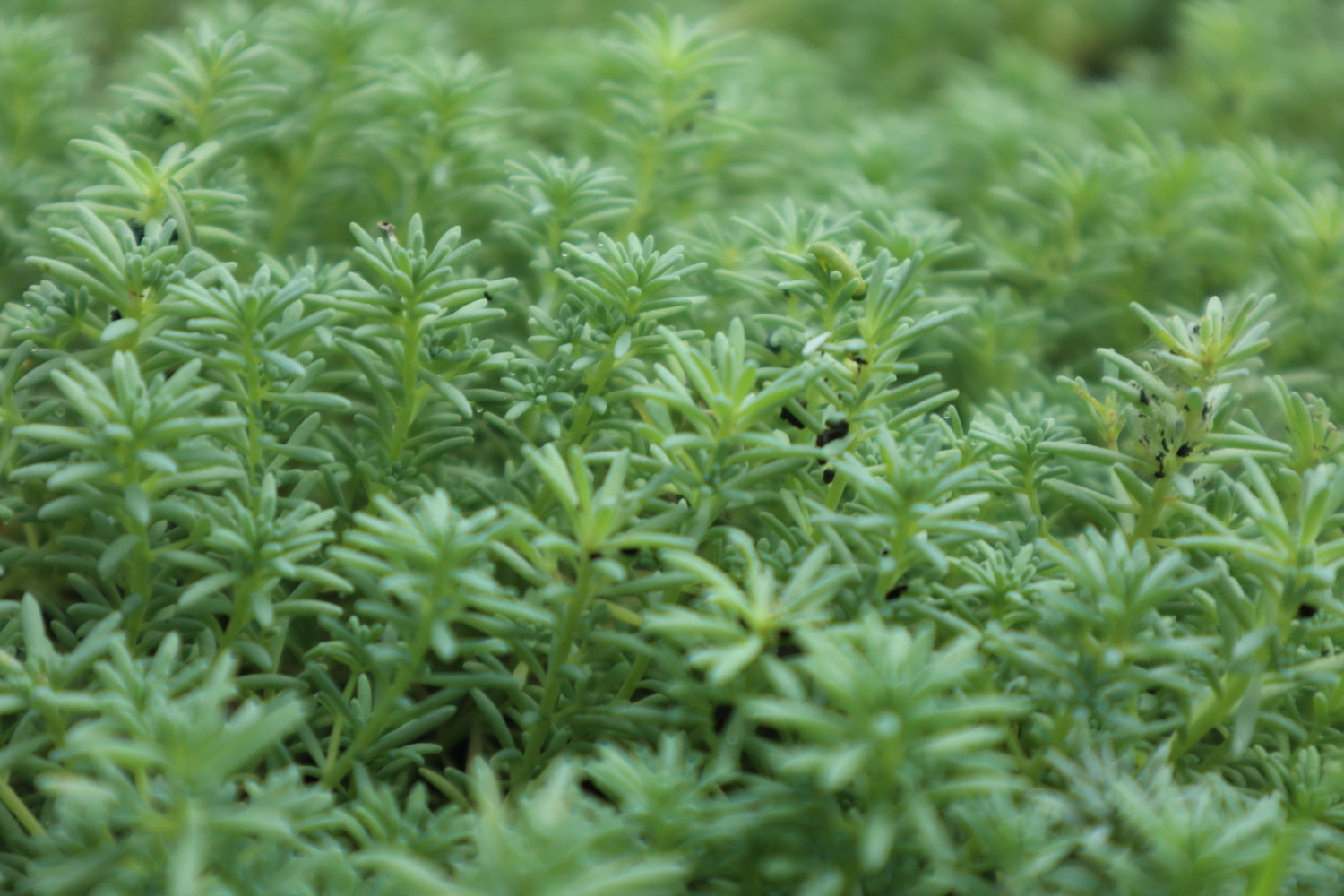 Wannian grass with thin snow